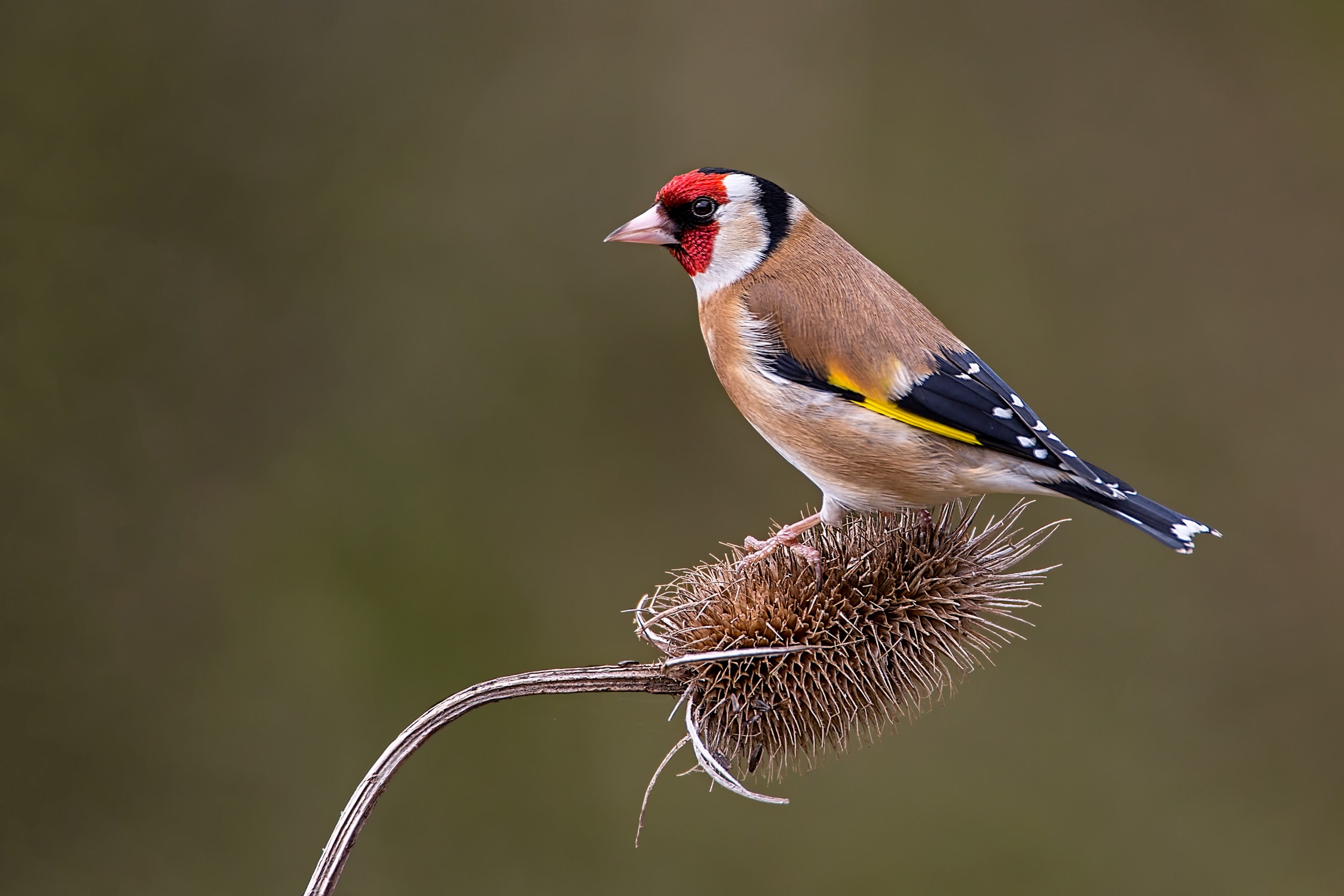 Animal Goldfinch 2249x1500