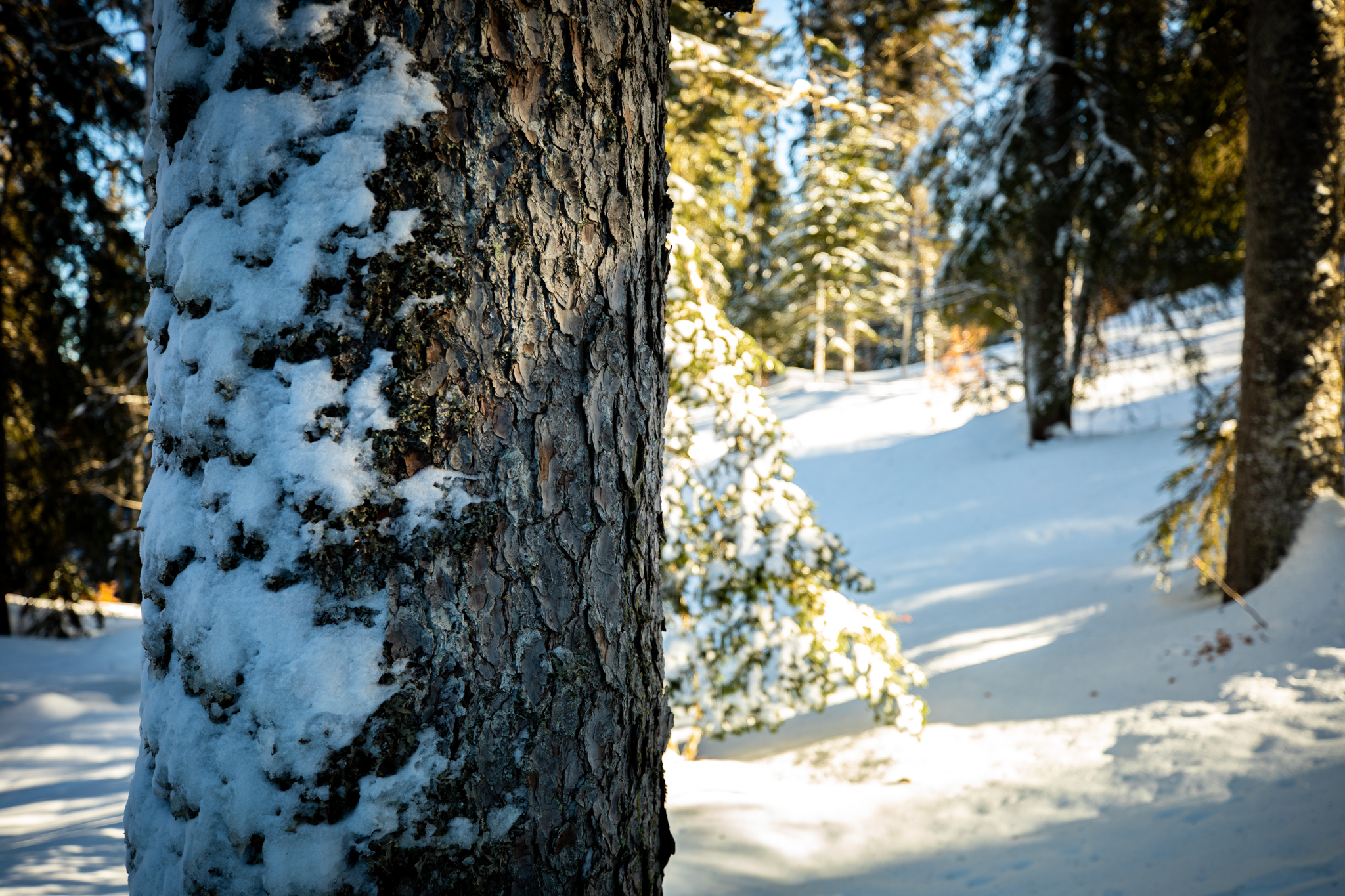 Photography Outdoors Trees Forest Nature Snow Winter Tree Bark 2048x1365
