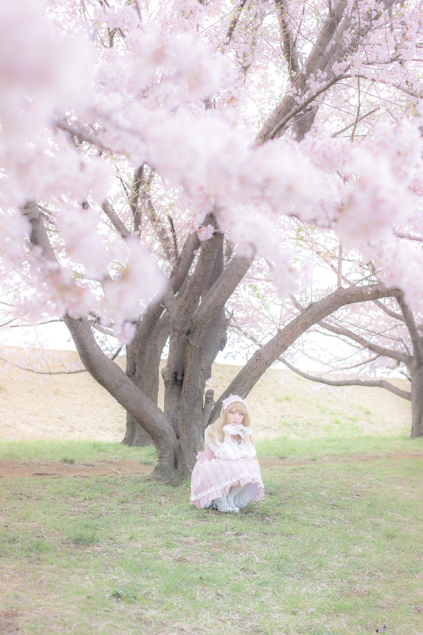 Cherry Blossom Japanese Women Asian Women Model 1366x2048