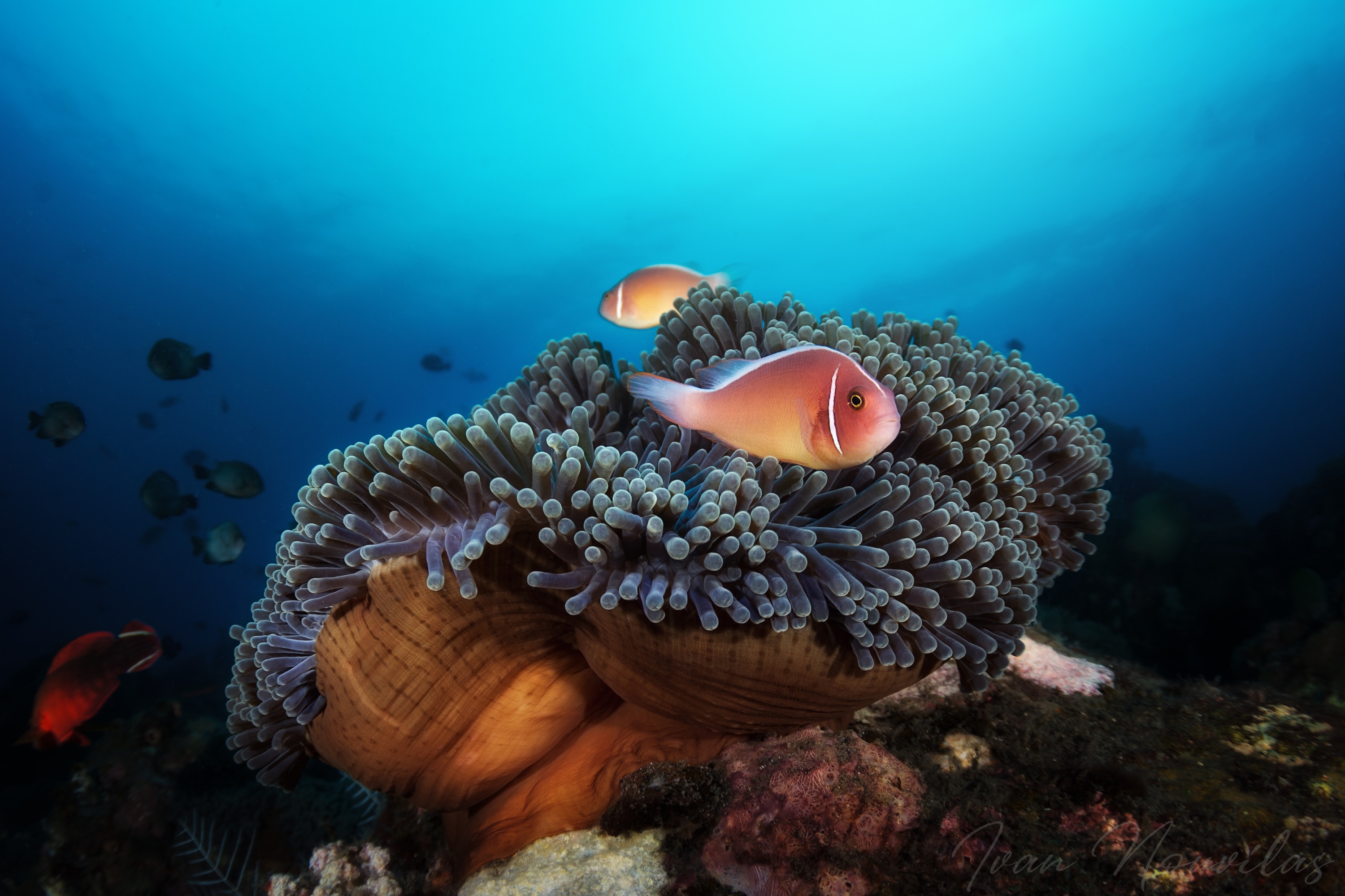Underwater Sea Anemone 3000x2000