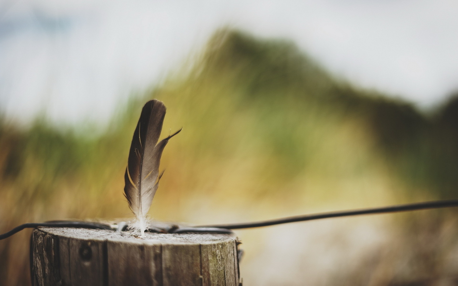 Photography Feather 1920x1200