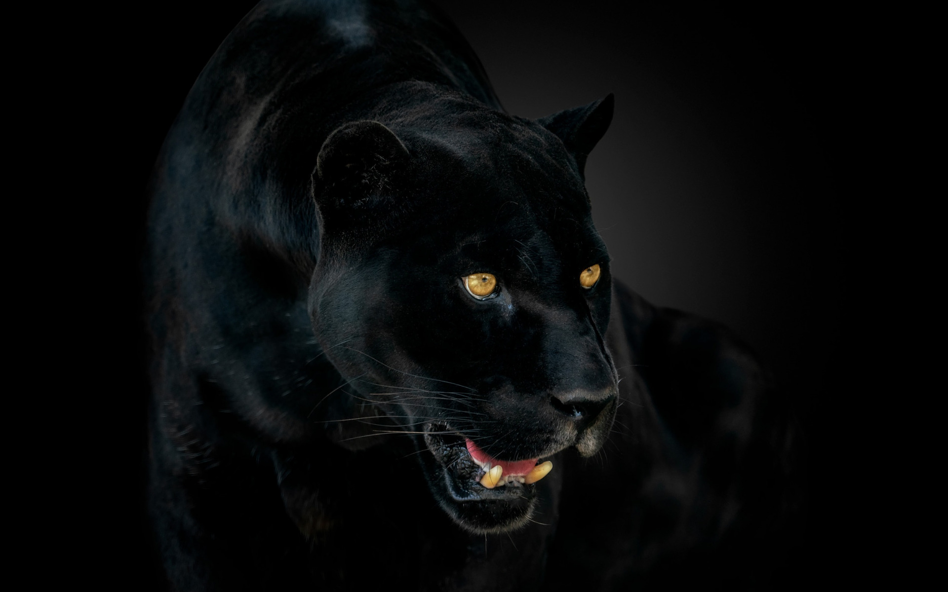 Animal Black Panther 1920x1200