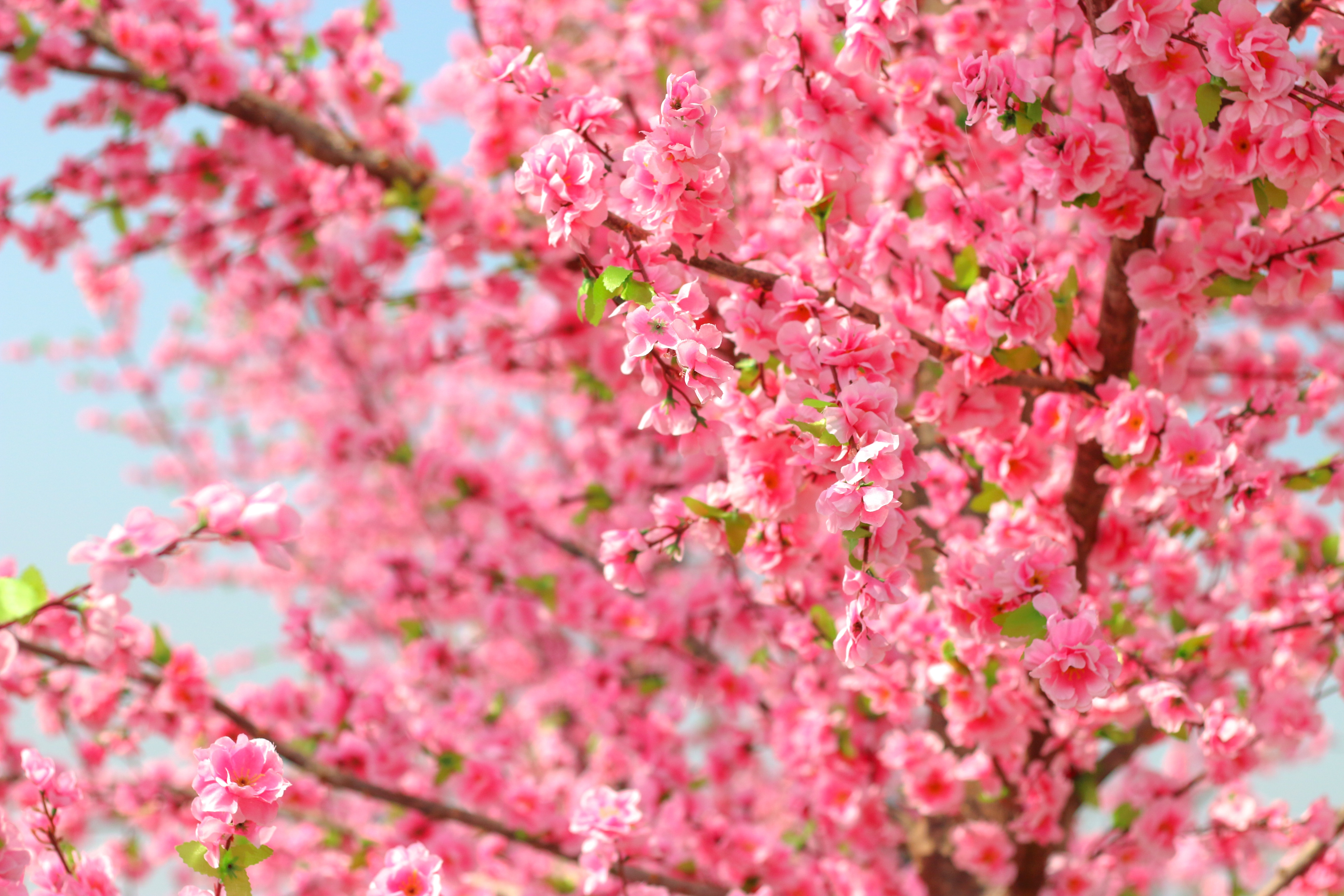 Nature Flower Pink Flower Spring 5472x3648