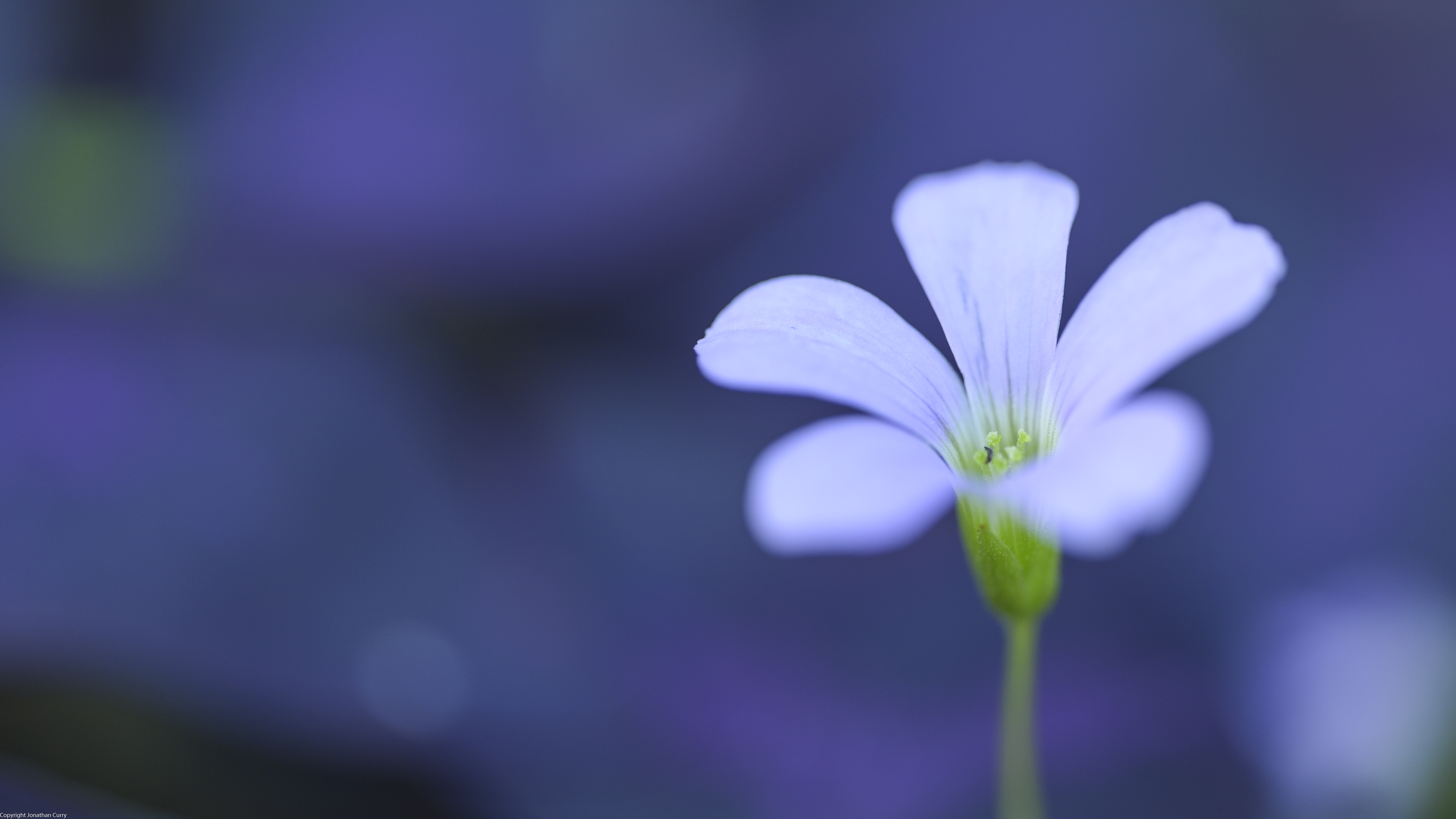 Flowers Plants Nature Macro Photography Outdoors Purple Background Petals Blurred Closeup Blurry Bac 3840x2160