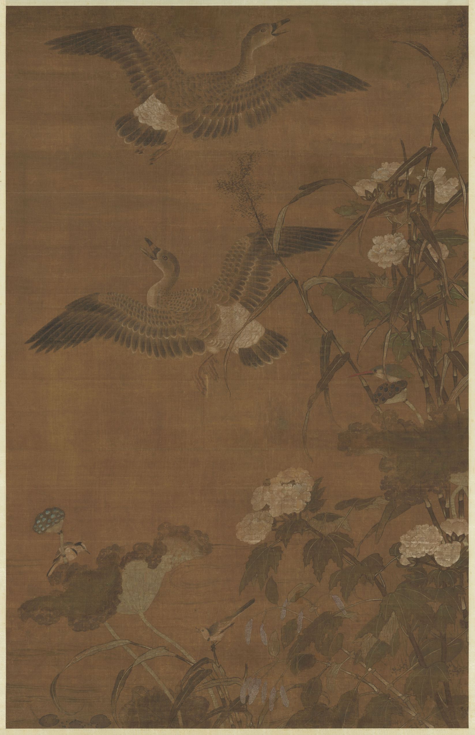 China Chinese Swan Animals 1647x2545