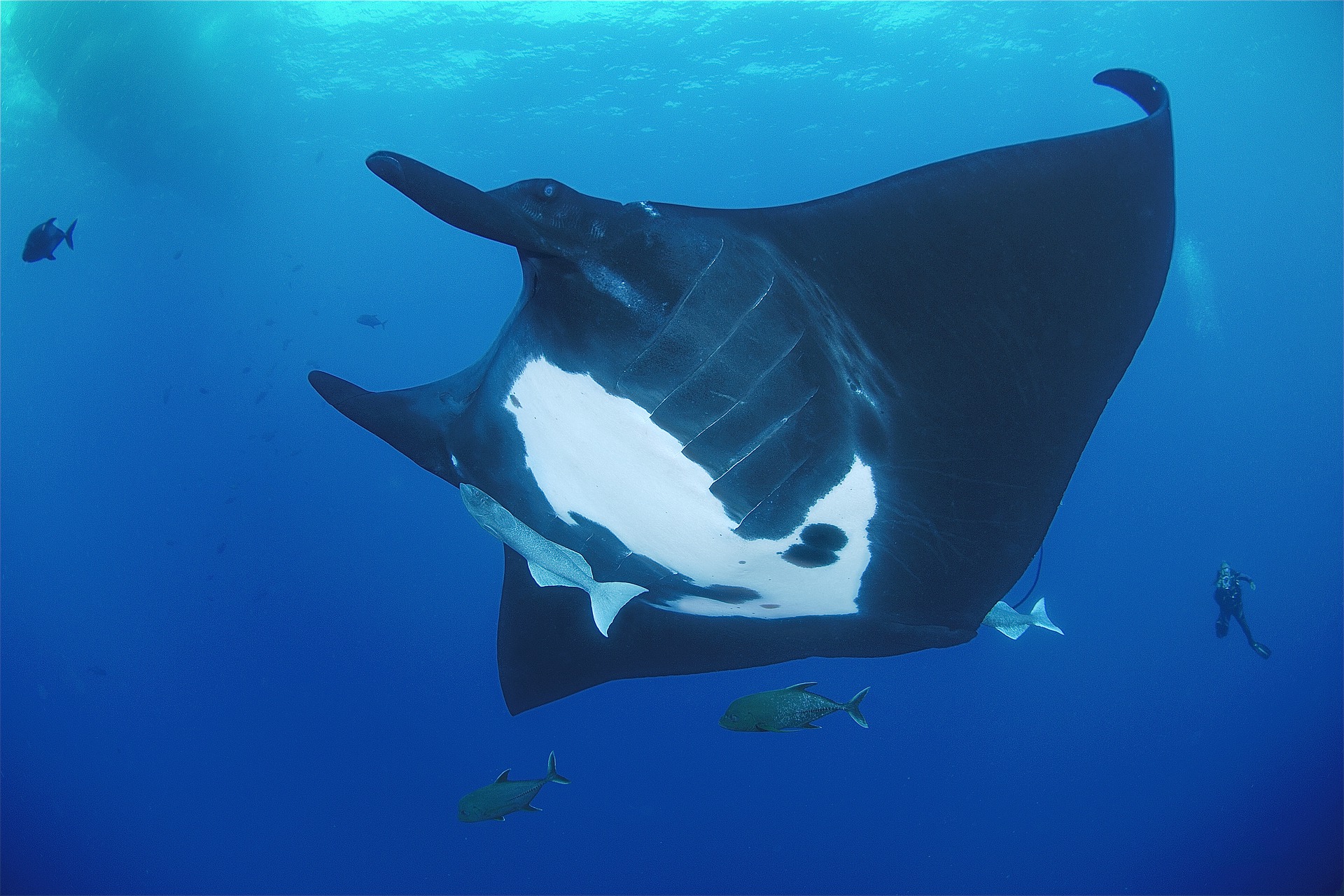 Underwater Scuba Diver 1920x1280