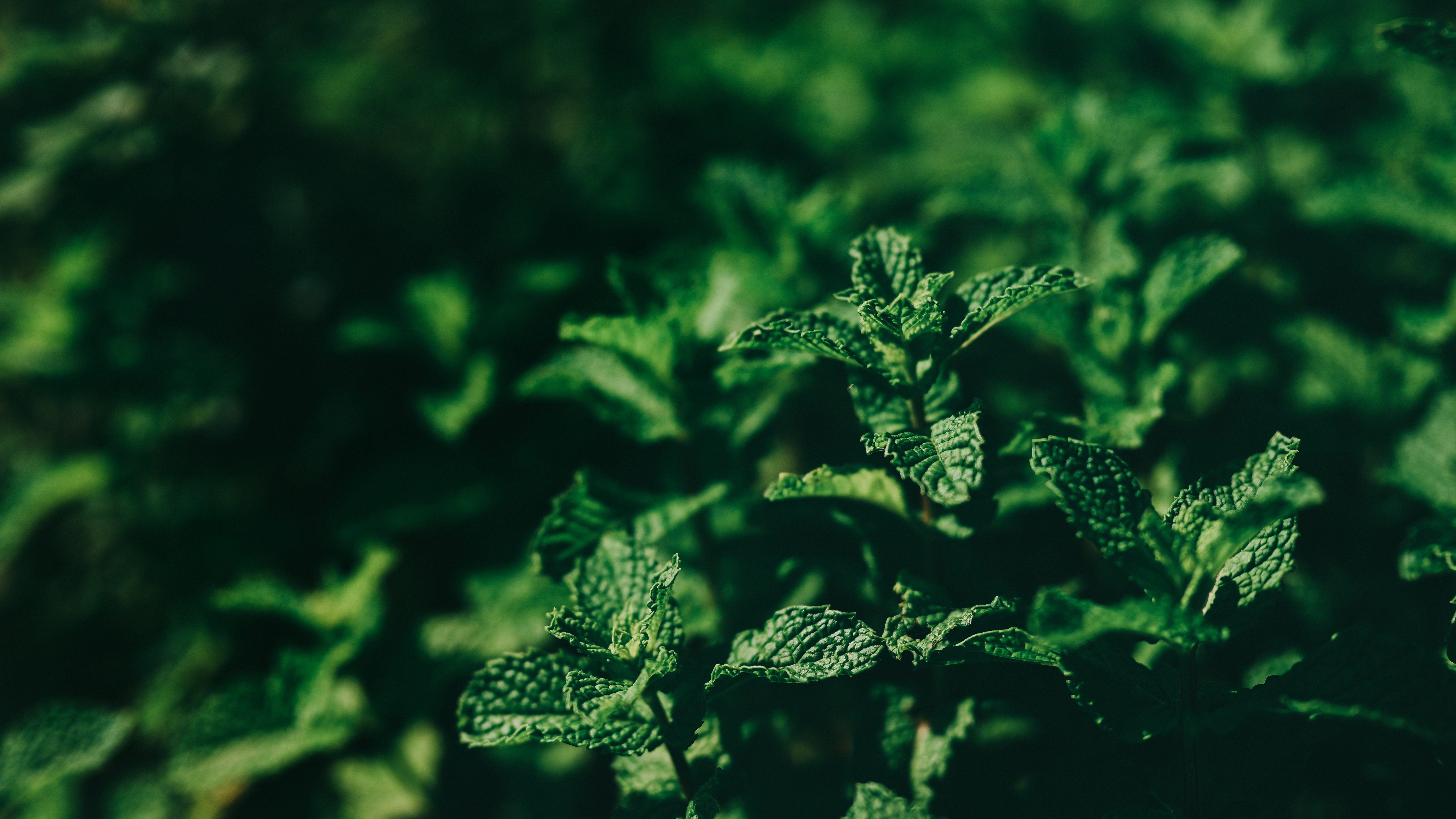 Nature Leaves Plants Mint Leaves Photography Outdoors 6016x3384