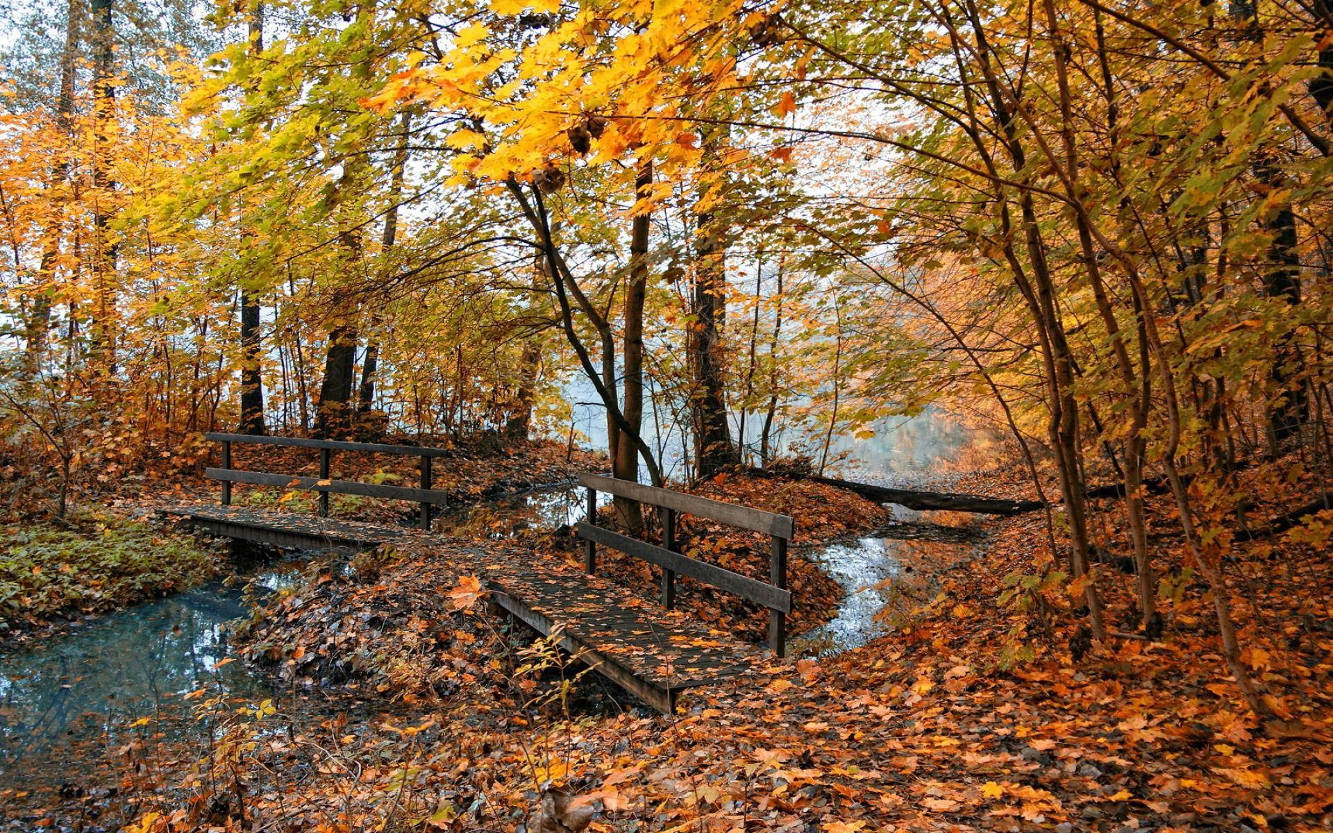 Bridges Fall Leaves River Nature Trees 1920x1200