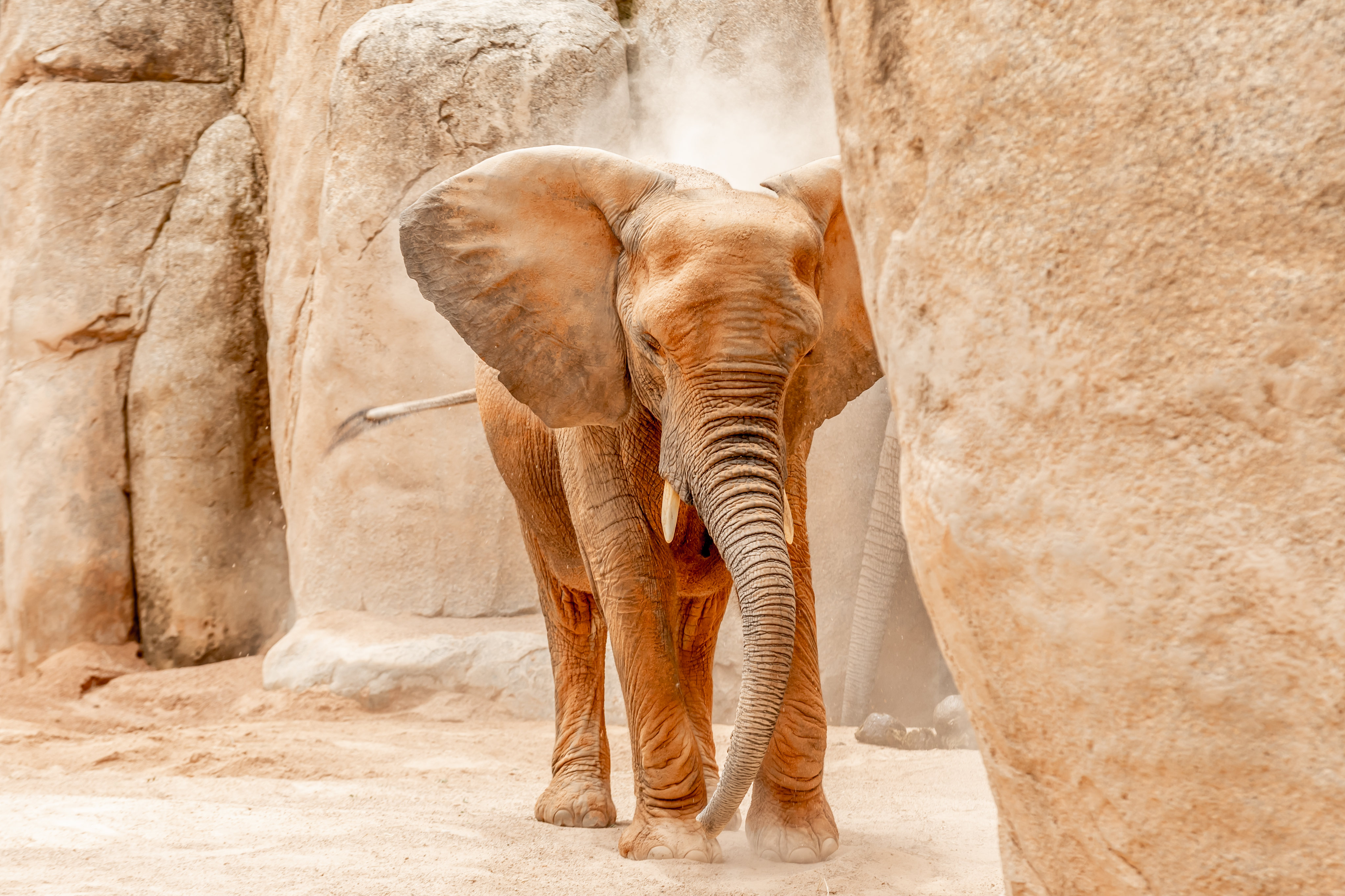 Elephant Dust Zoo Photography 4096x2731