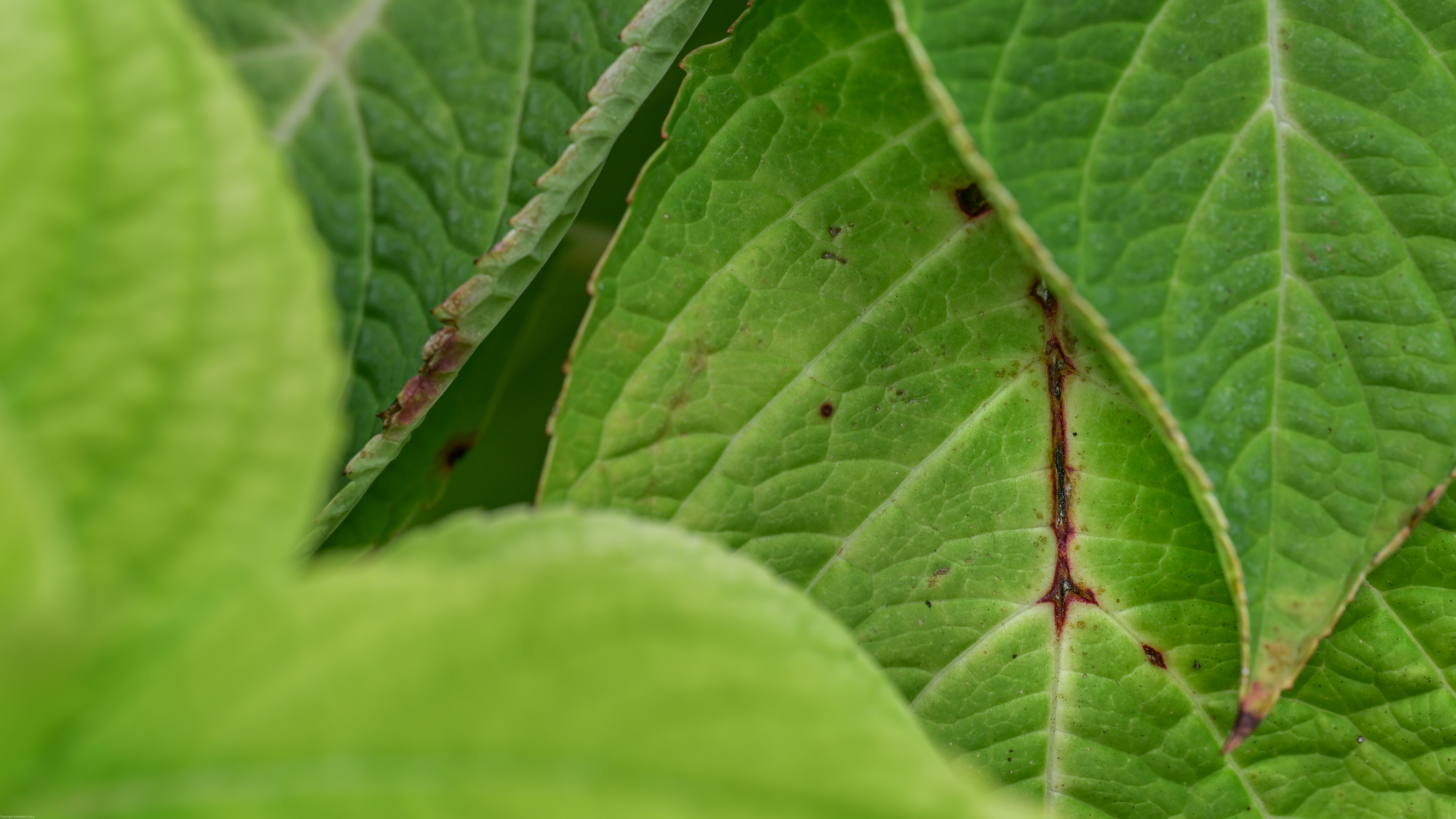 Nature Plants Leaves Photography Green Outdoors Jonathan Curry Closeup 3840x2160