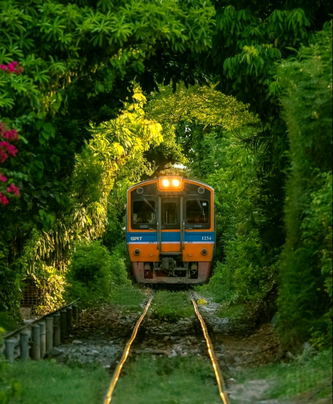 Train Locomotive Nature Trees Forest Portrait Display Railway Leaves Plants Tunnel Frontal View Thai 1080x1309