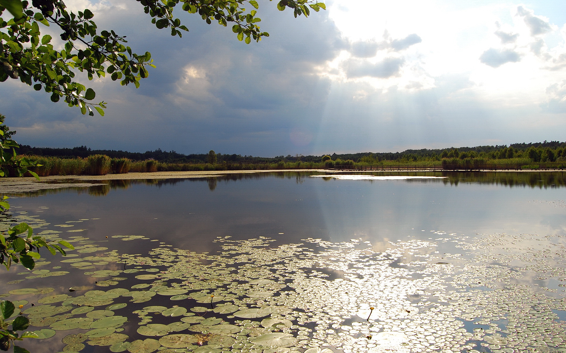 Water Landscape Trees Lake Botanical Garden Arboretum Nursery Garden Clouds Sky Lily Pads 1920x1200