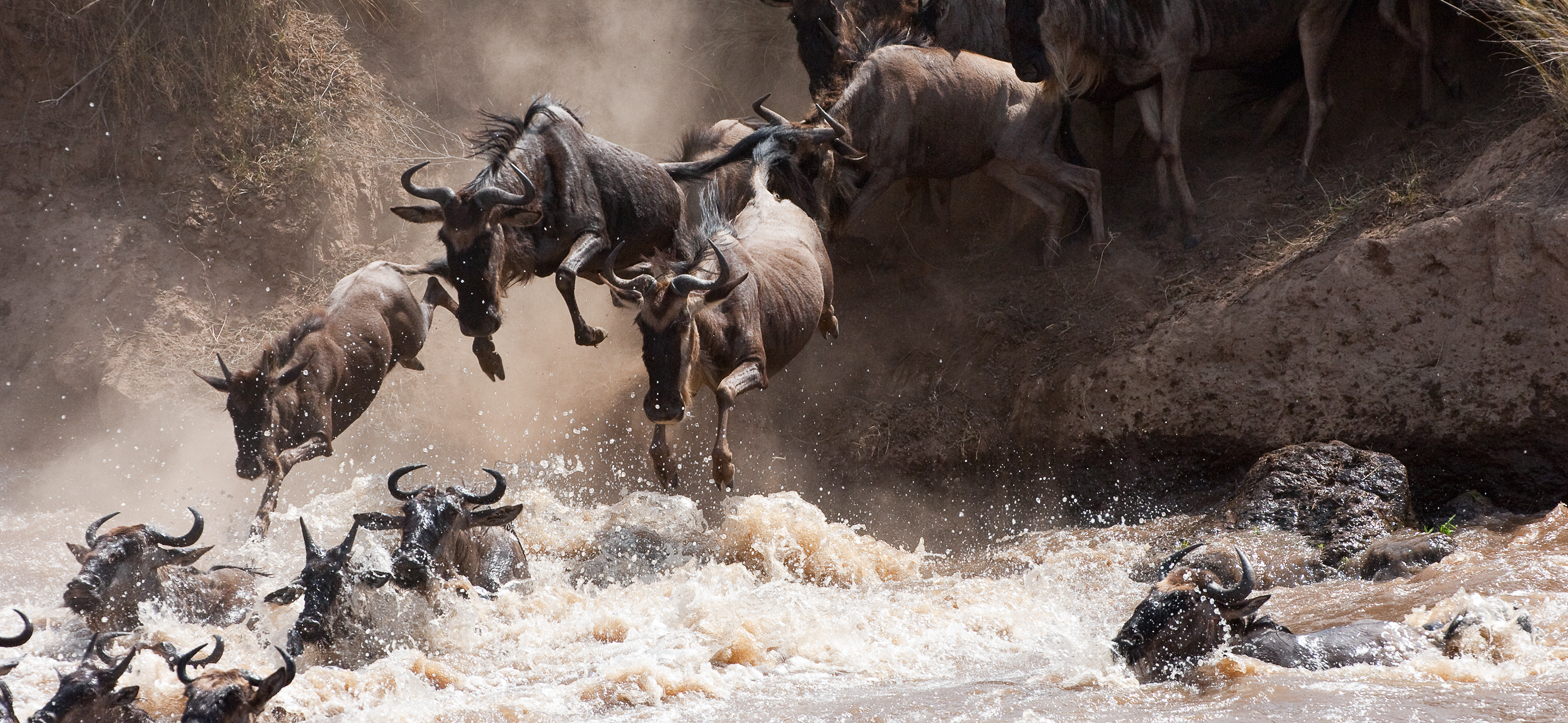 Nature Animals Wildebeest Masai Mara River Delta Water 3120x1440