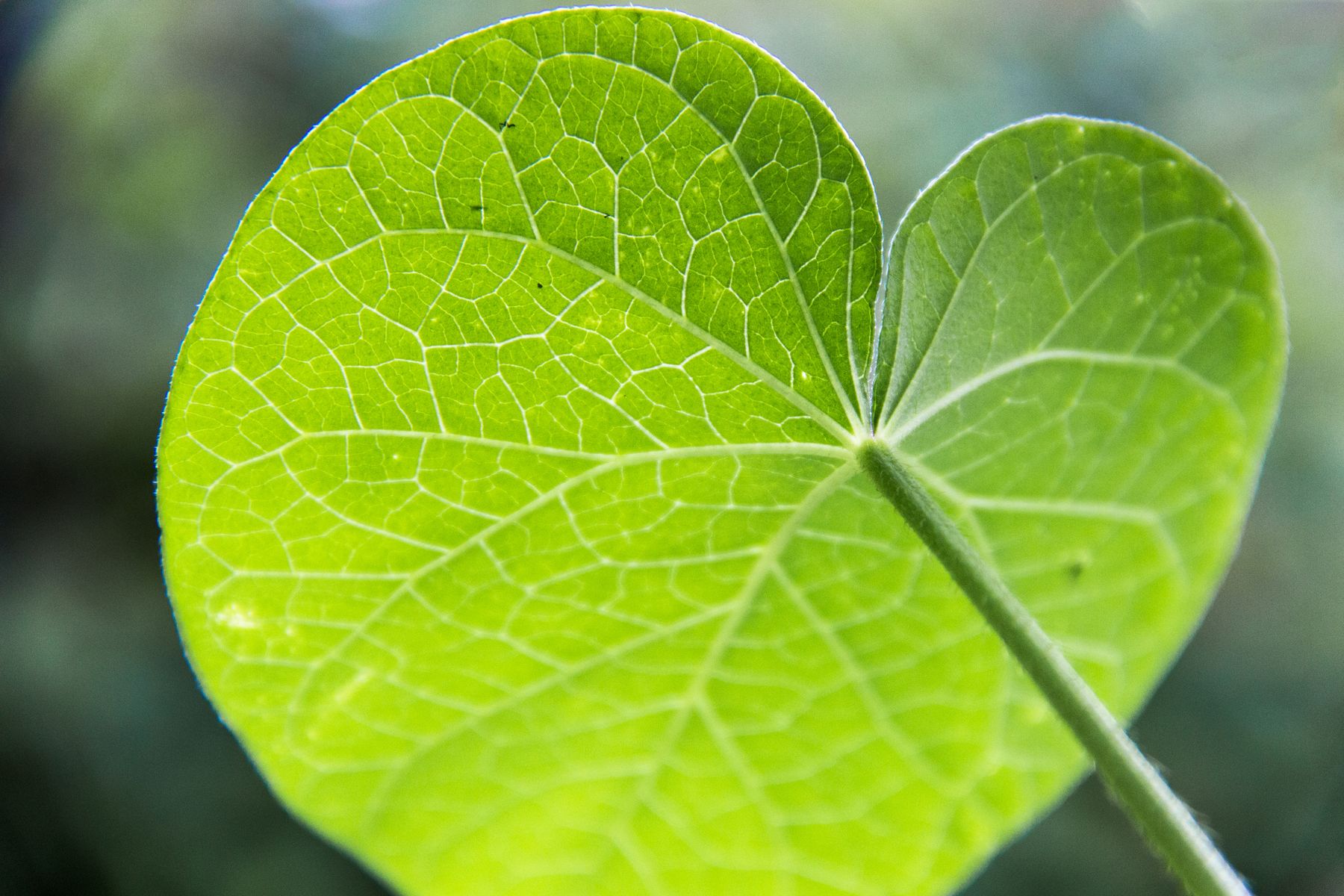 Nature Green Leaves Macro Plants 1800x1200