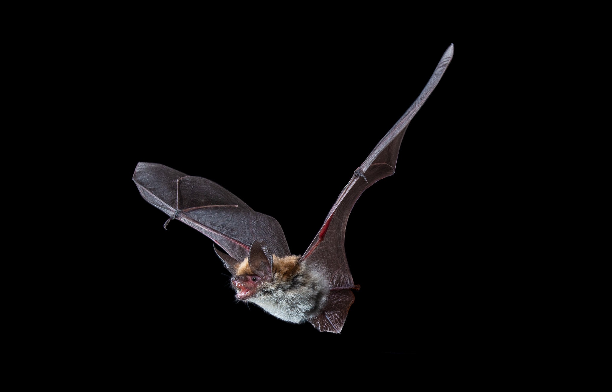 Animal Bat 2048x1312