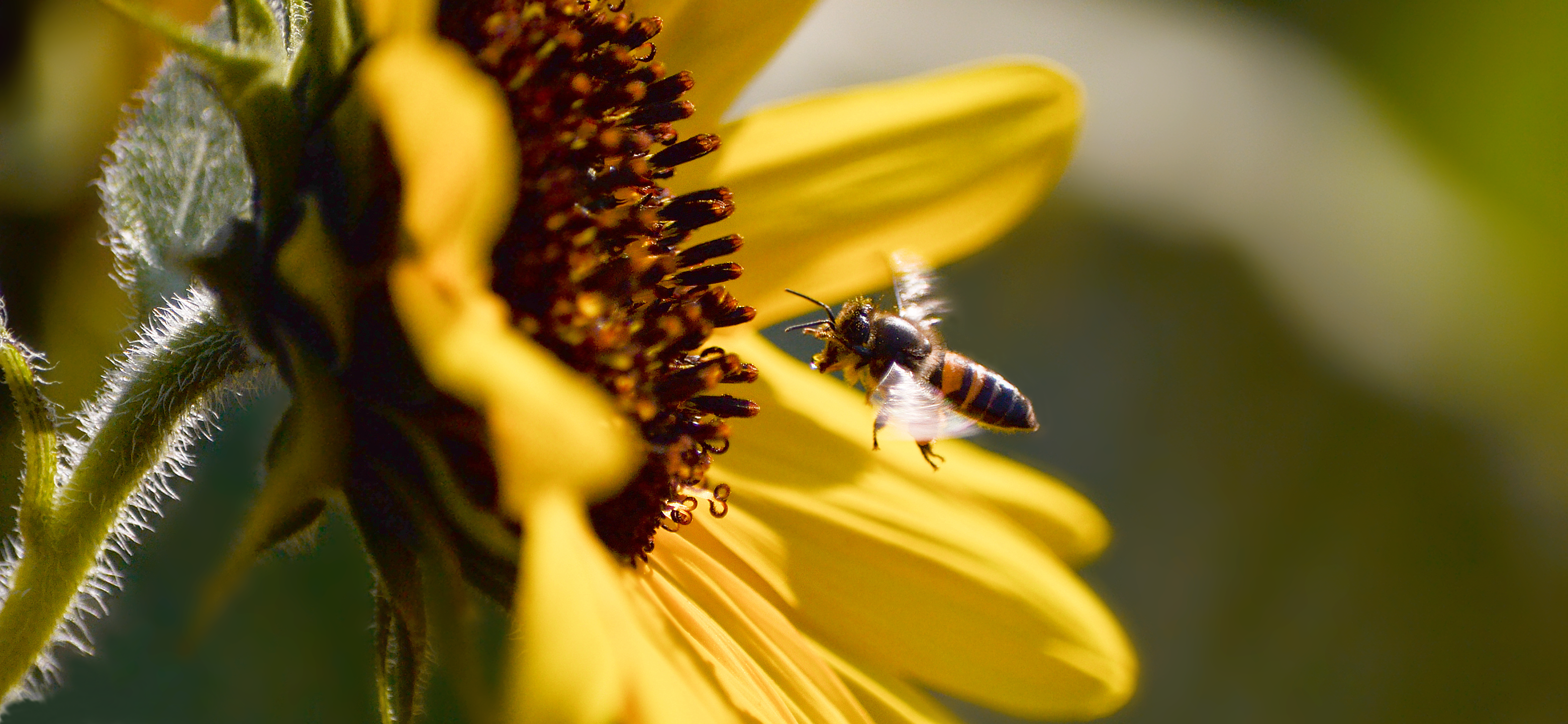 Nature Animals Sunflowers Closeup Flowers Bees 3120x1440