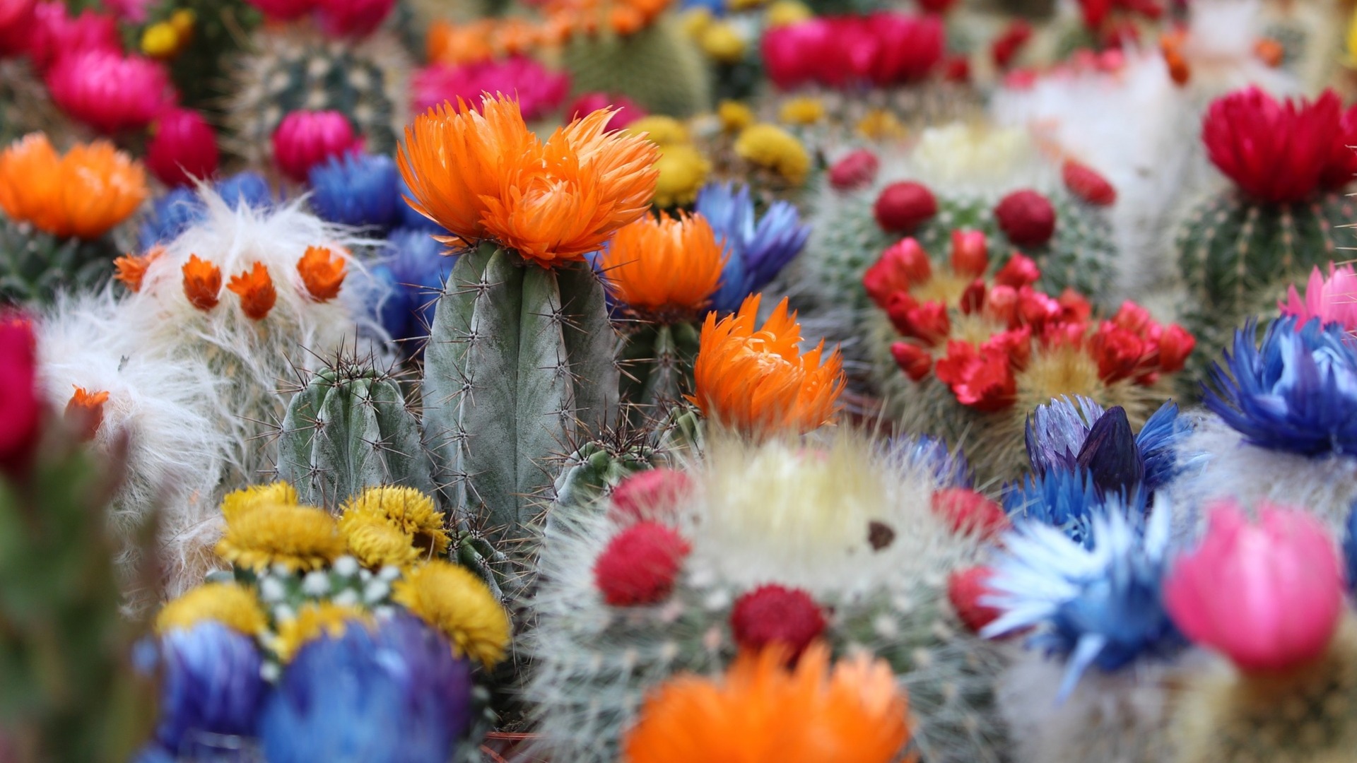 Flowers Colorful Cactus Nature 1920x1080