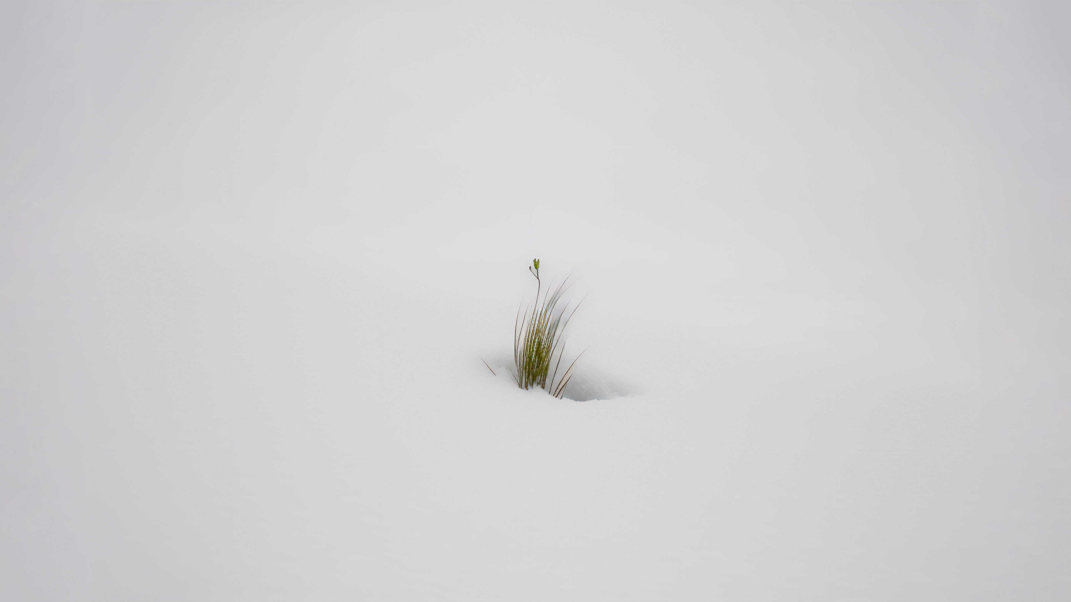 Ai Art Snow Winter Grass Minimalism Simple Background 3640x2048