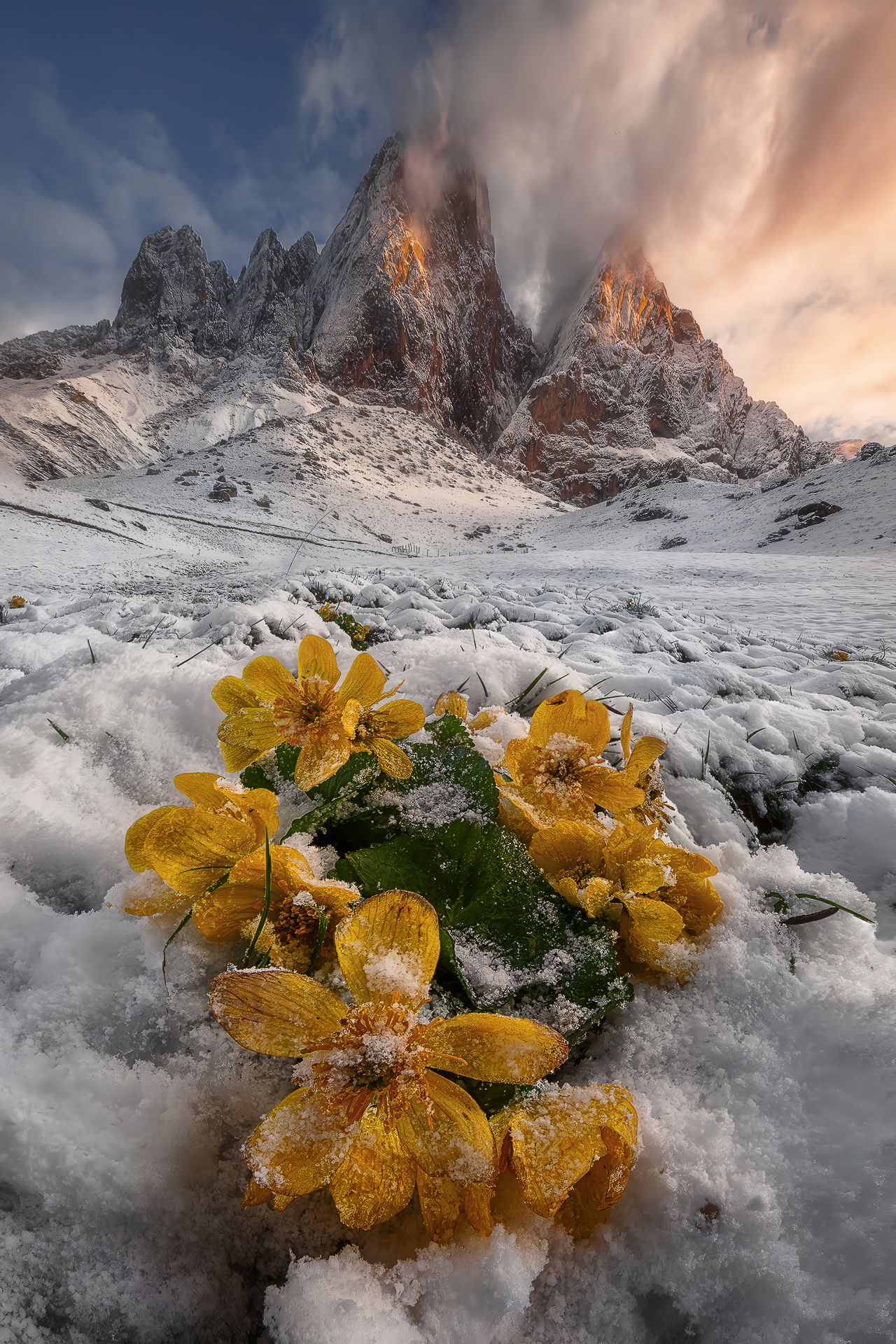 Mountains Snow Portrait Display Flowers Yellow Clouds Nature Sky Dolomites 1280x1920
