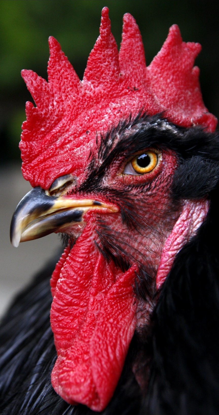 Rooster Head Portrait Display Closeup Animals Looking At The Side Blurred Blurry Background 864x1633