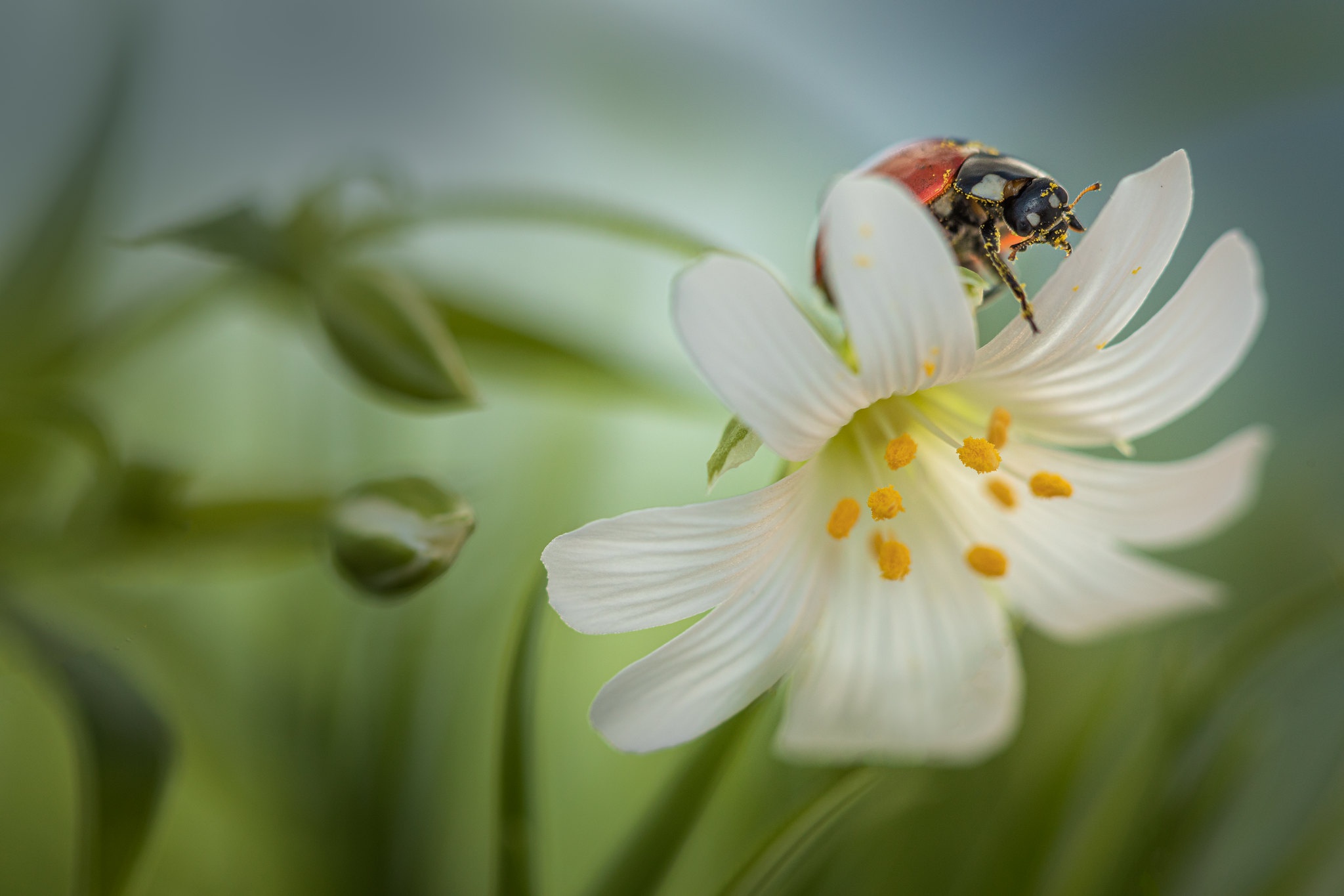 Animal Ladybug 2048x1365