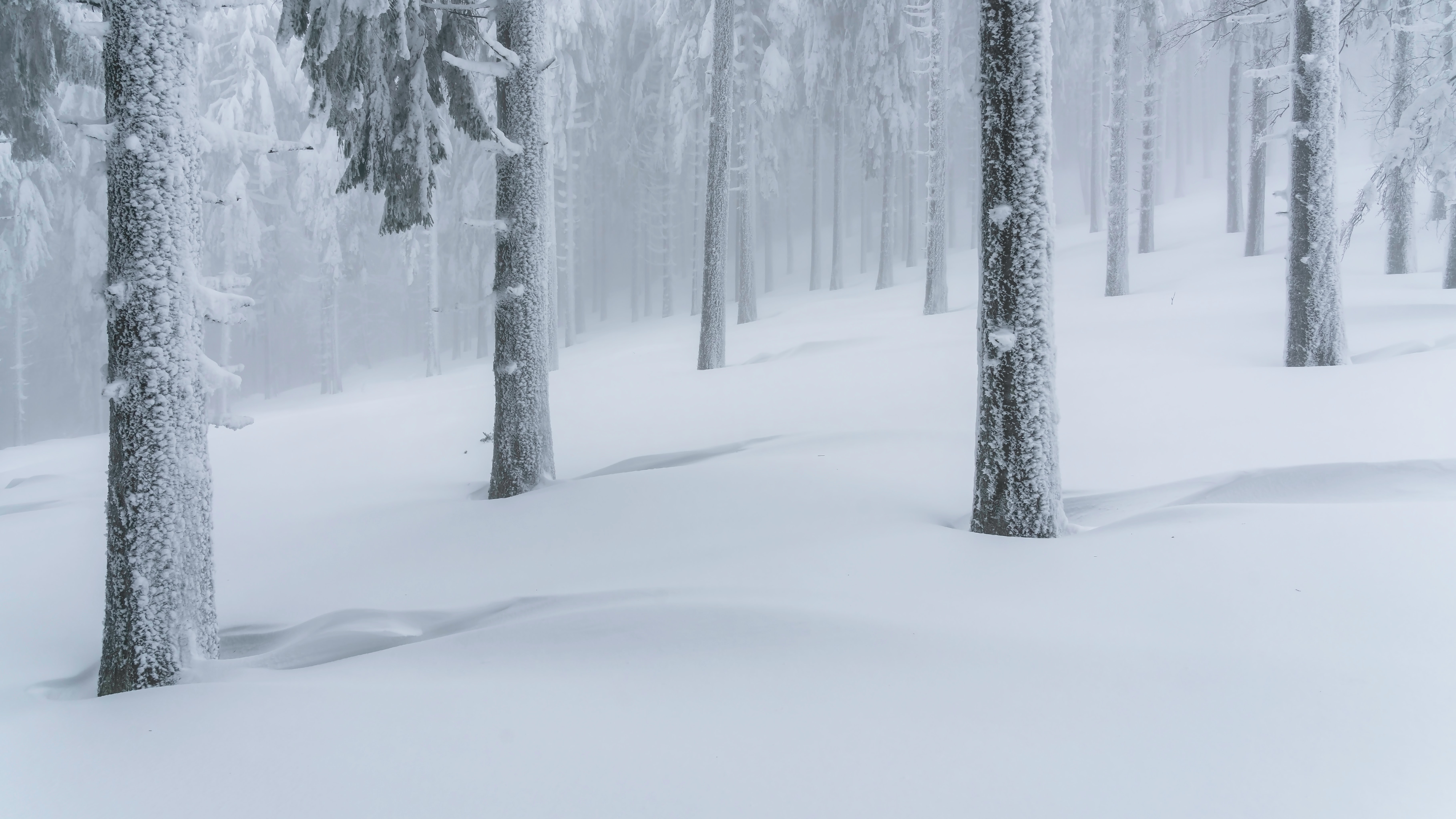 Winter Snow Forest Pastel Trees Nature 7273x4091