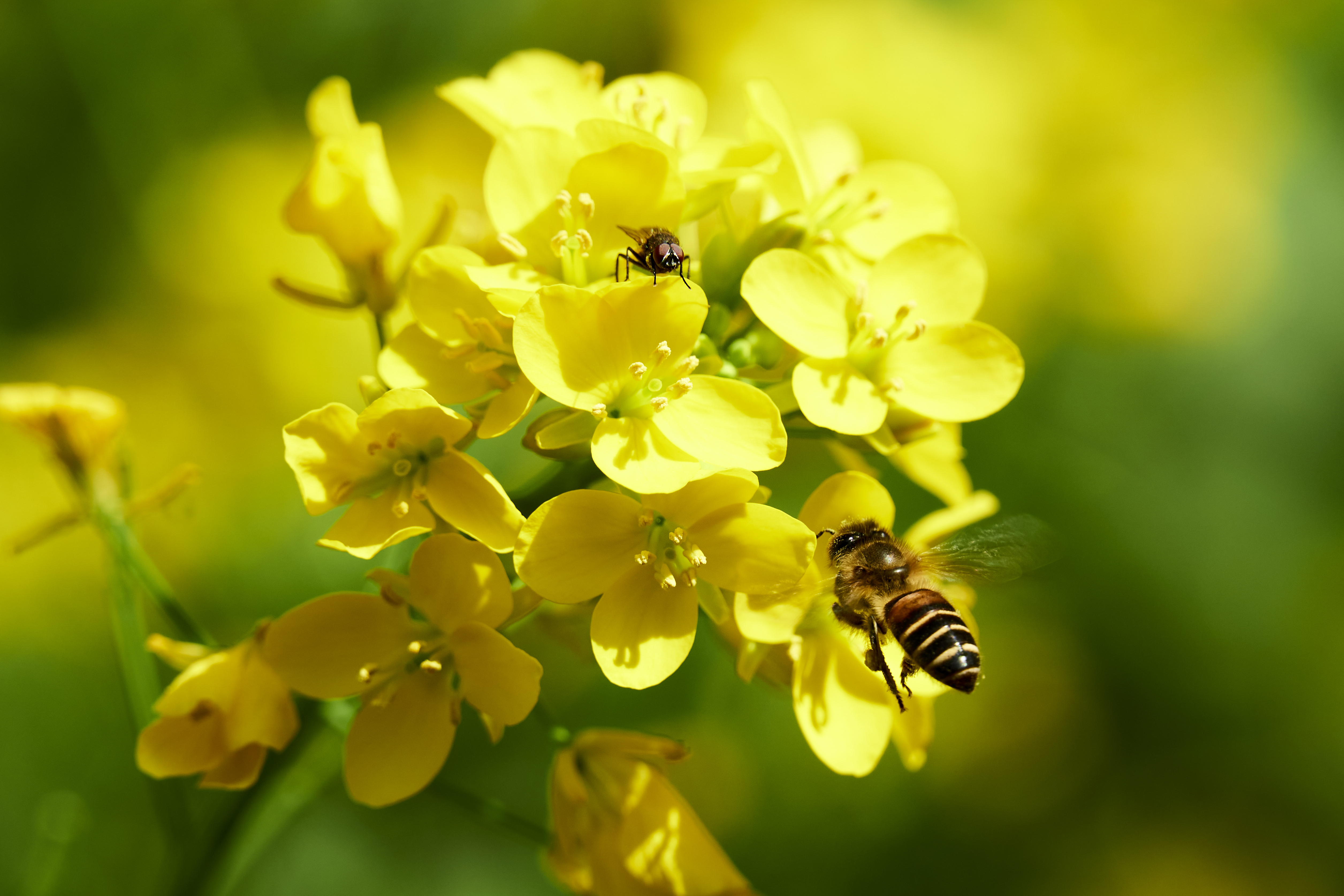 Bees Flowers Nature Blurred Blurry Background Insect Petals 5023x3349