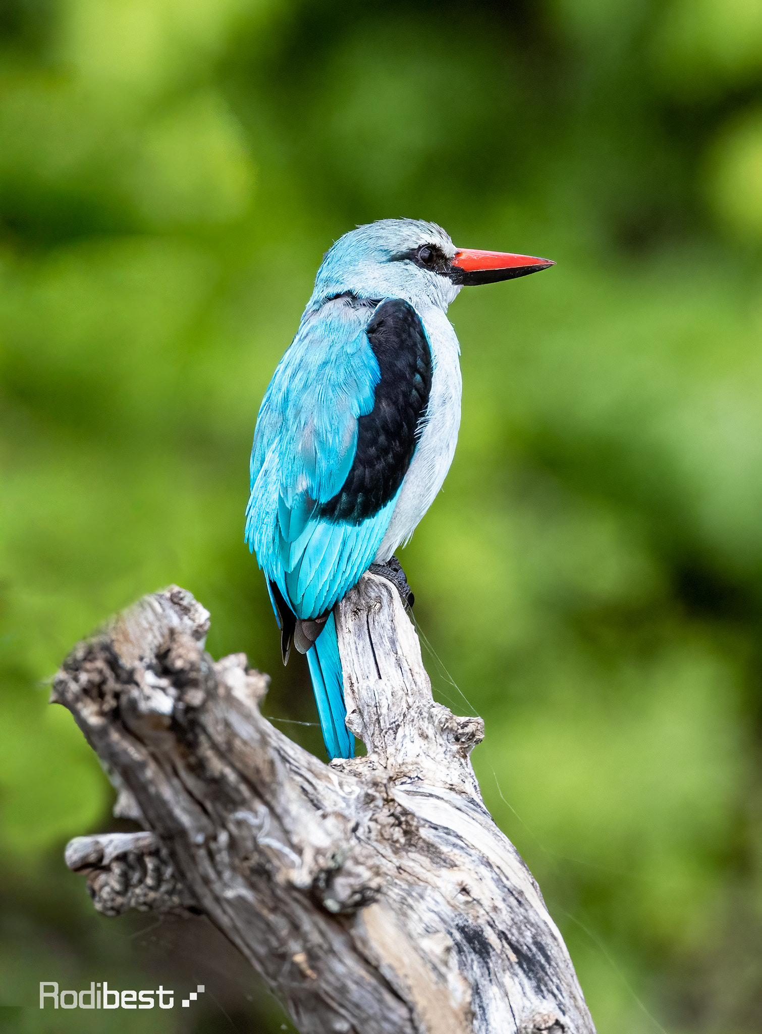Rodi Almog Animals Birds Beak Feathers Tree Stump Branch Nature Blue Portrait Display Blurred Kingfi 1510x2048