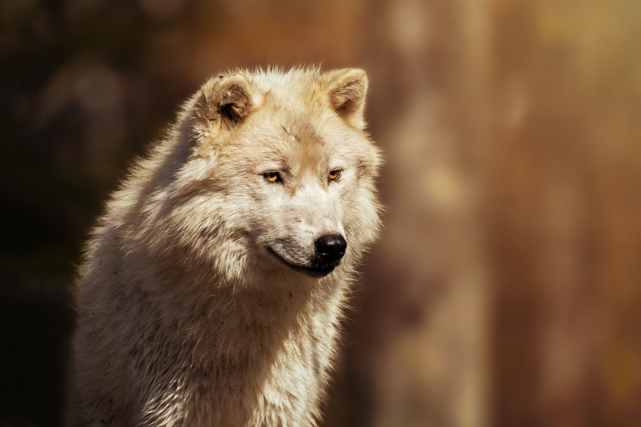 Animal Wolf 2048x1365