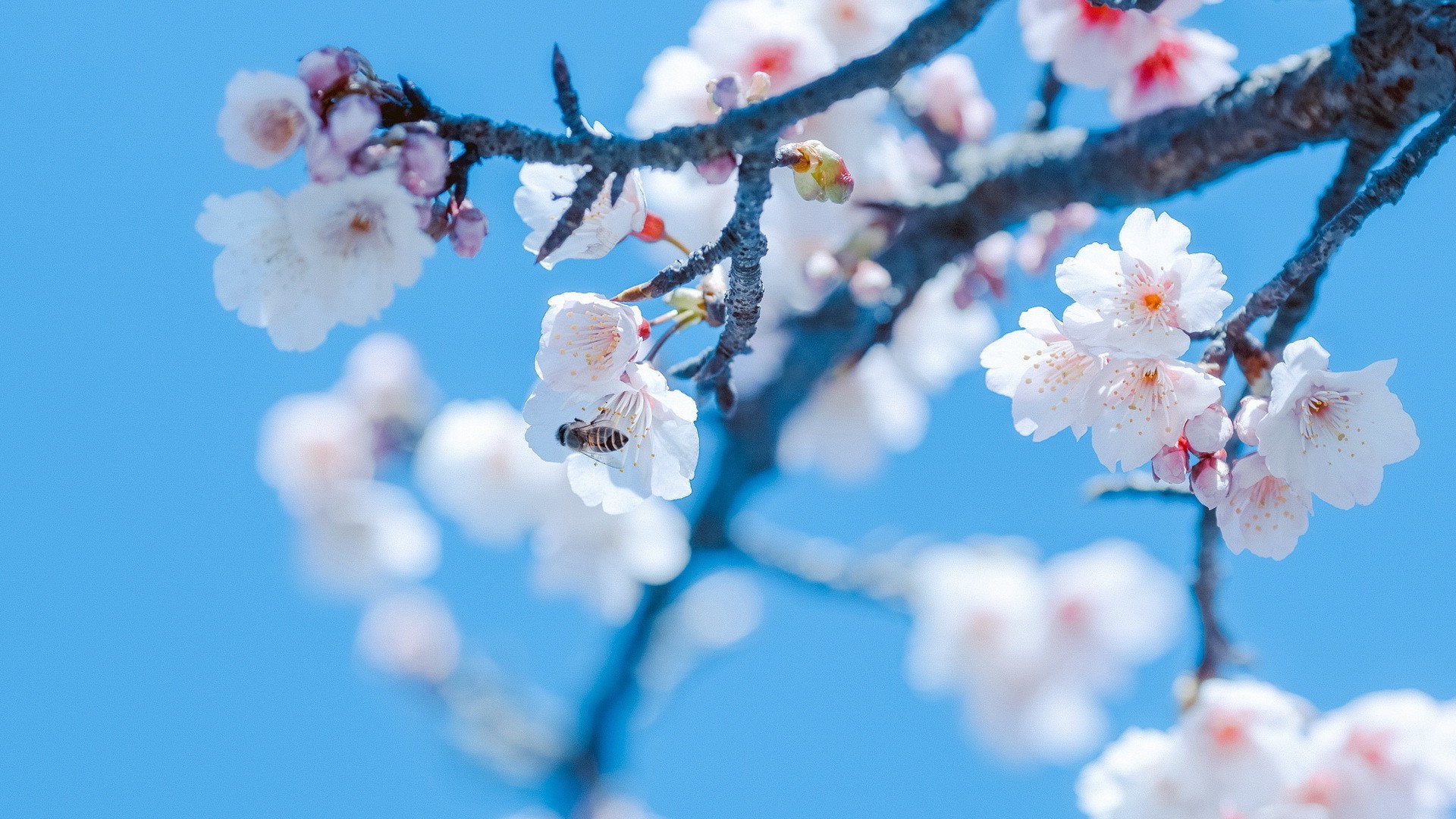 Flowers Nature Cherry Blossom Bees Insect Animals Plants Branch 1920x1080