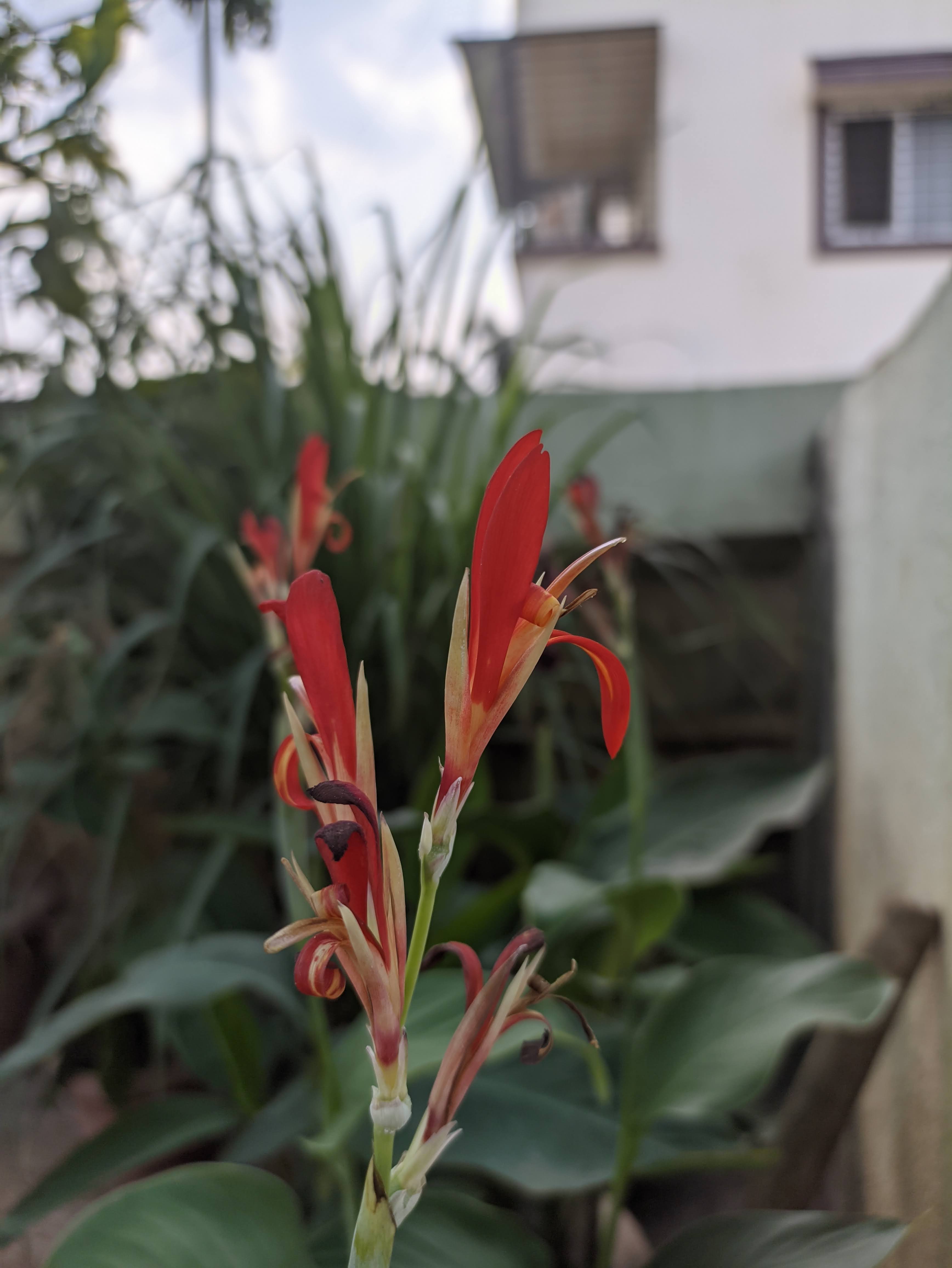 Flowers Canna Indca Nature Red Vertical Leaves 3472x4624