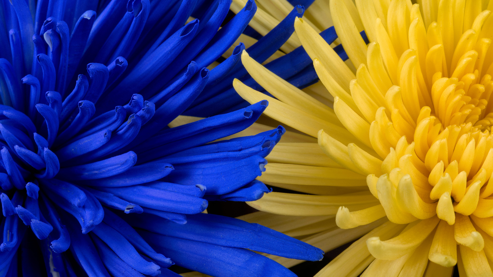 Flowers Yellow Flowers Blue Blooming Petals Abstract 1920x1080