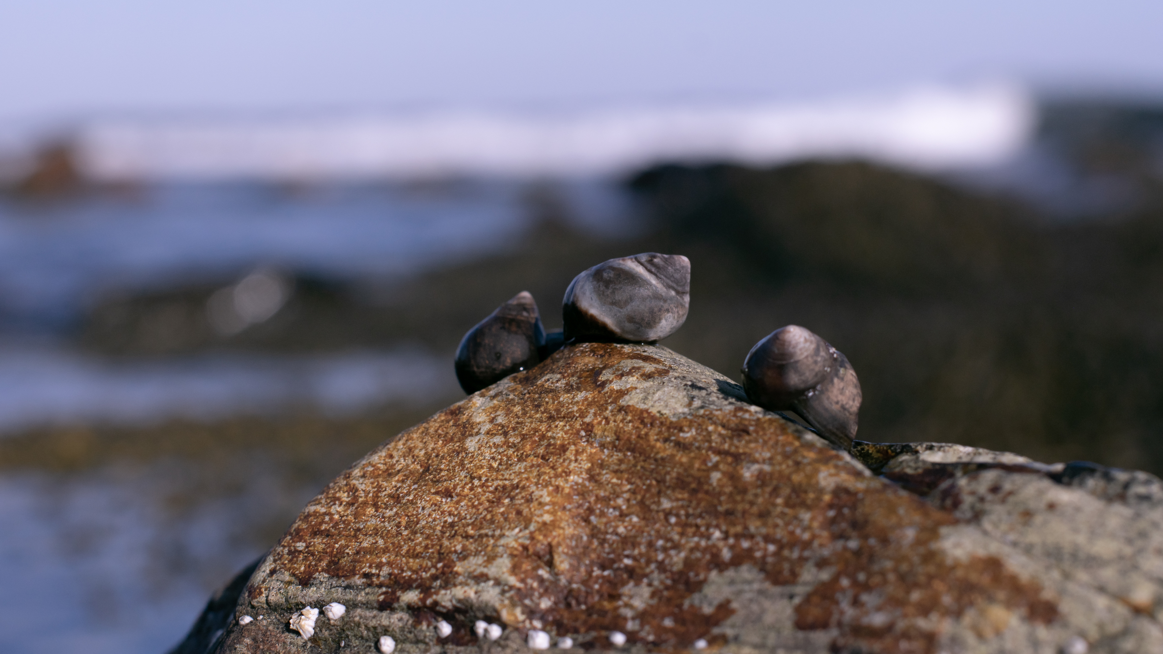 Snail Sea Bokeh Animals Rocks Nature Kyle Larivee 3840x2160