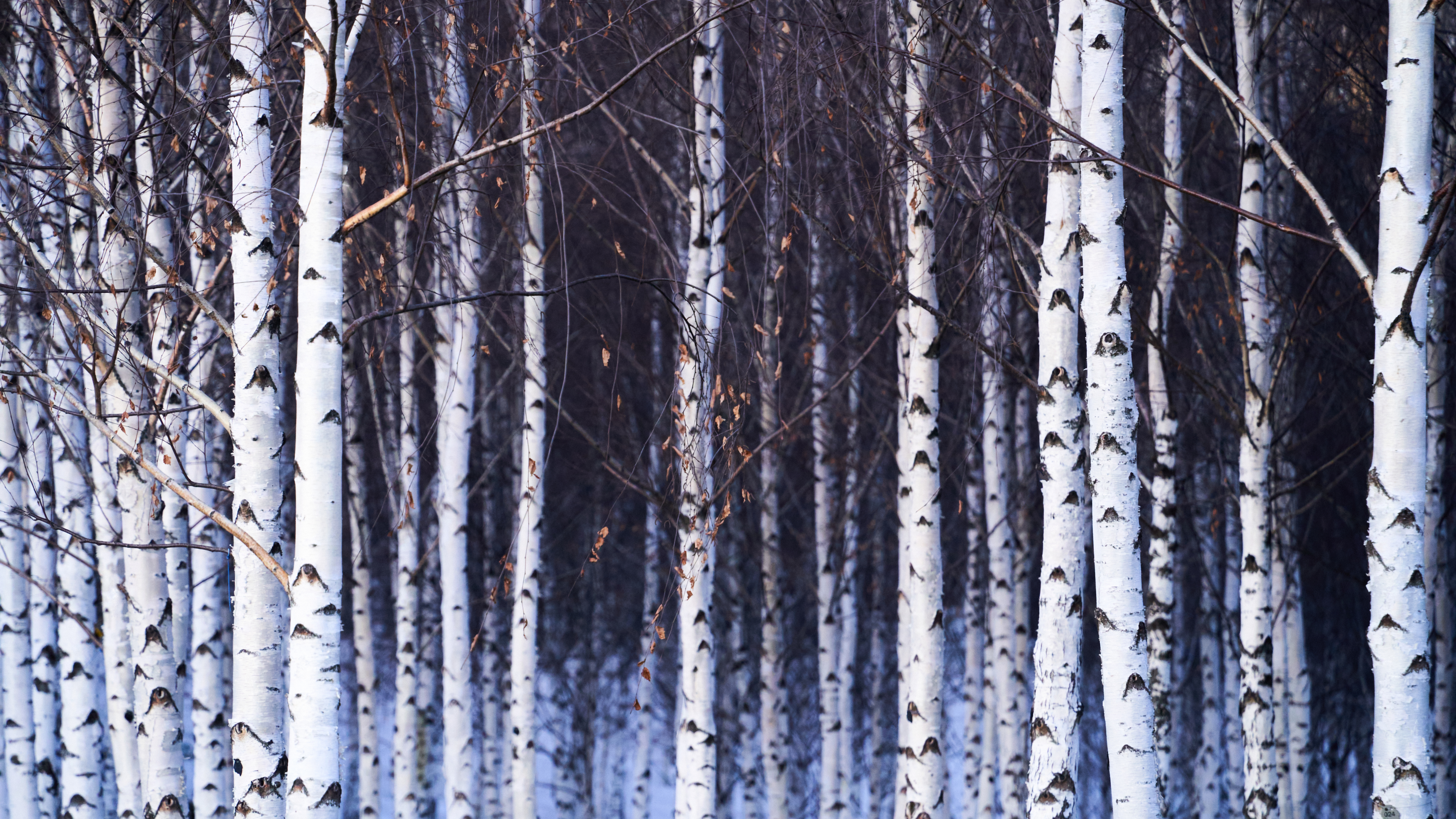 Trees Nature Winter Birch Leaves Branch 6000x3375