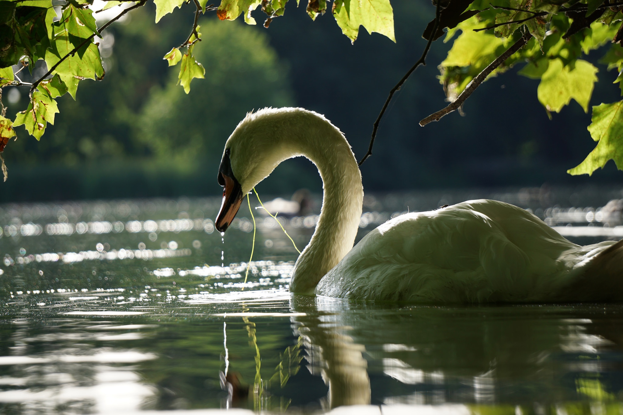 Bird Swan Reflection 2048x1365