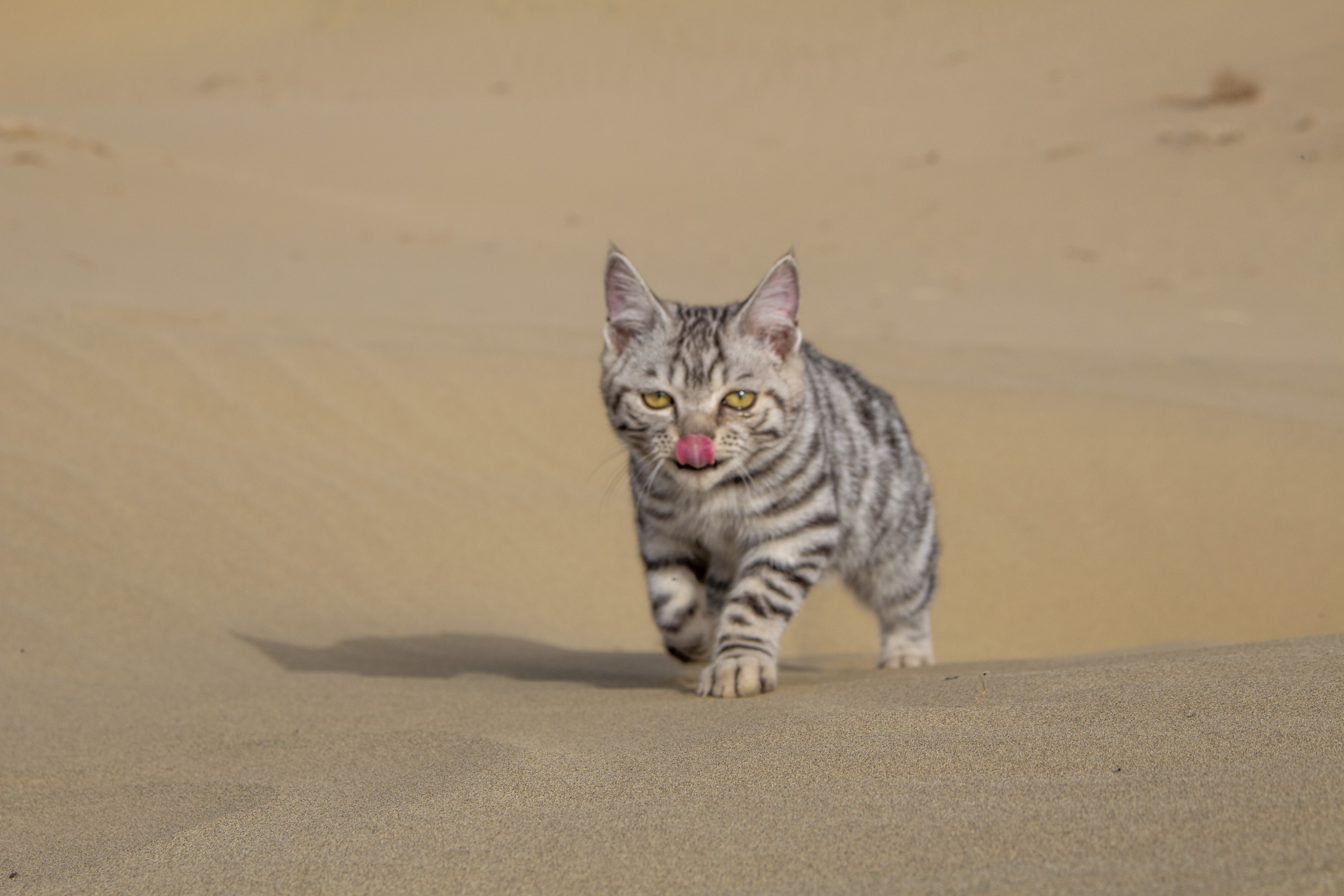 Desert Cats Animals Simple Background Sand Minimalism Tongue Out Looking At Viewer Walking Fur Whisk 5184x3456