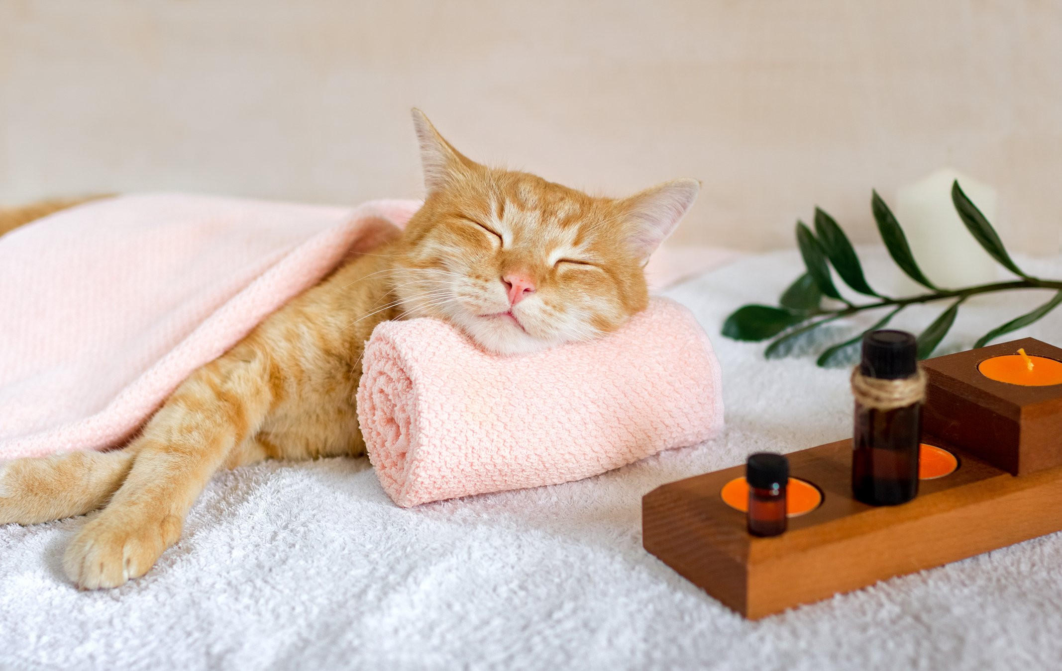 Cats Spa Feline Orange Tabby Animals Closed Eyes 2134x1350