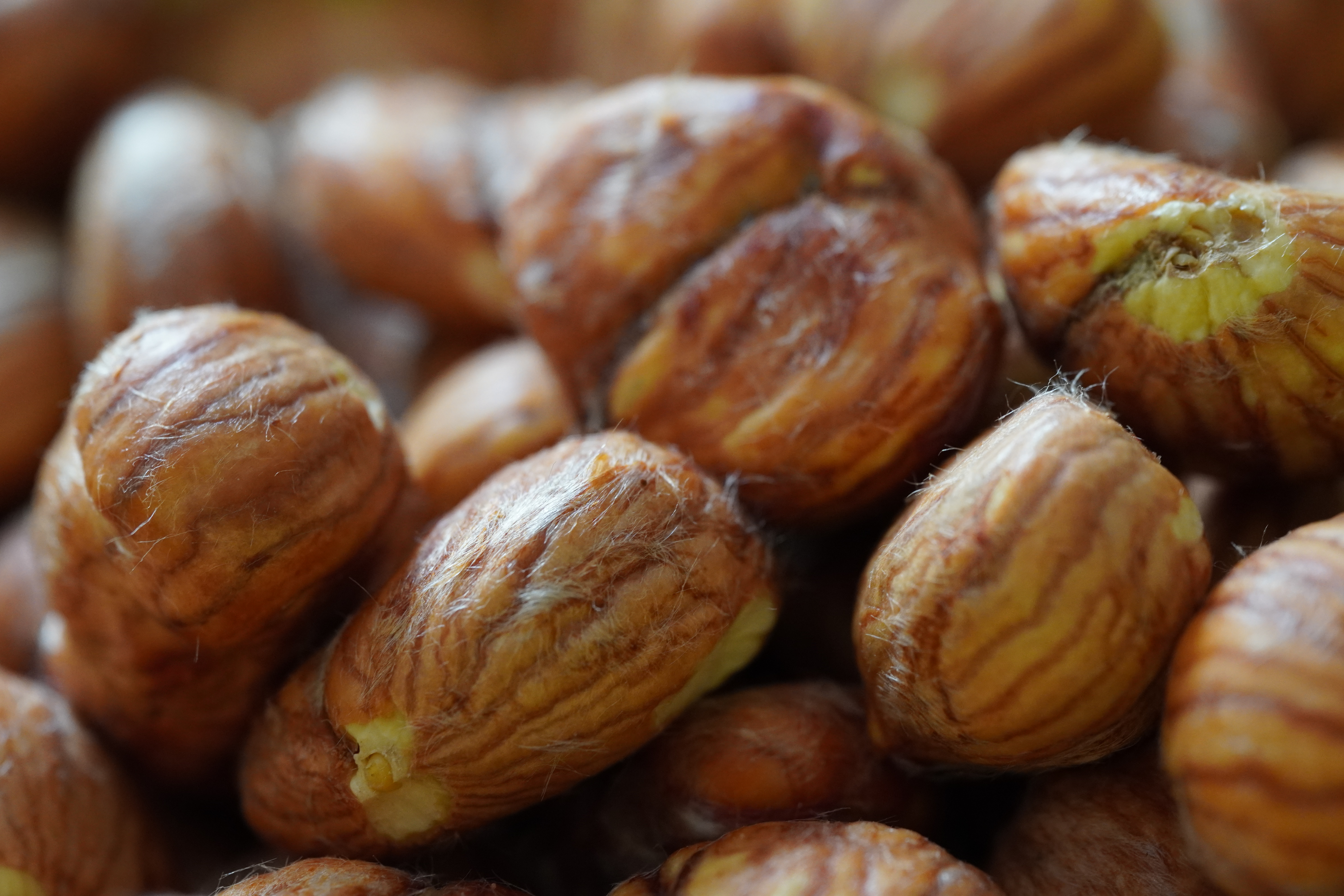 Chestnut Macro Nuts 6000x4000