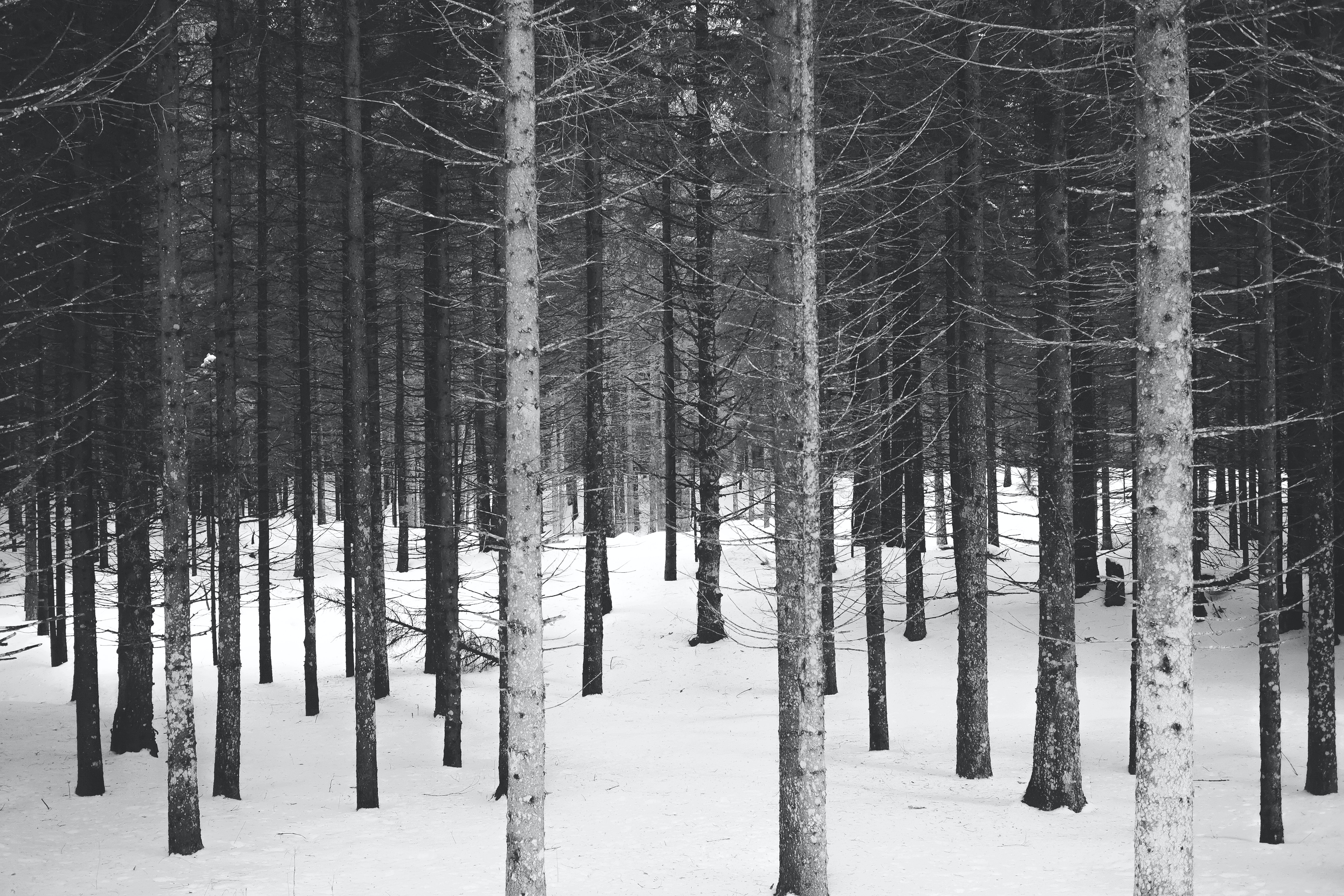 Trees Snow Landscape Nature Winter 4896x3264