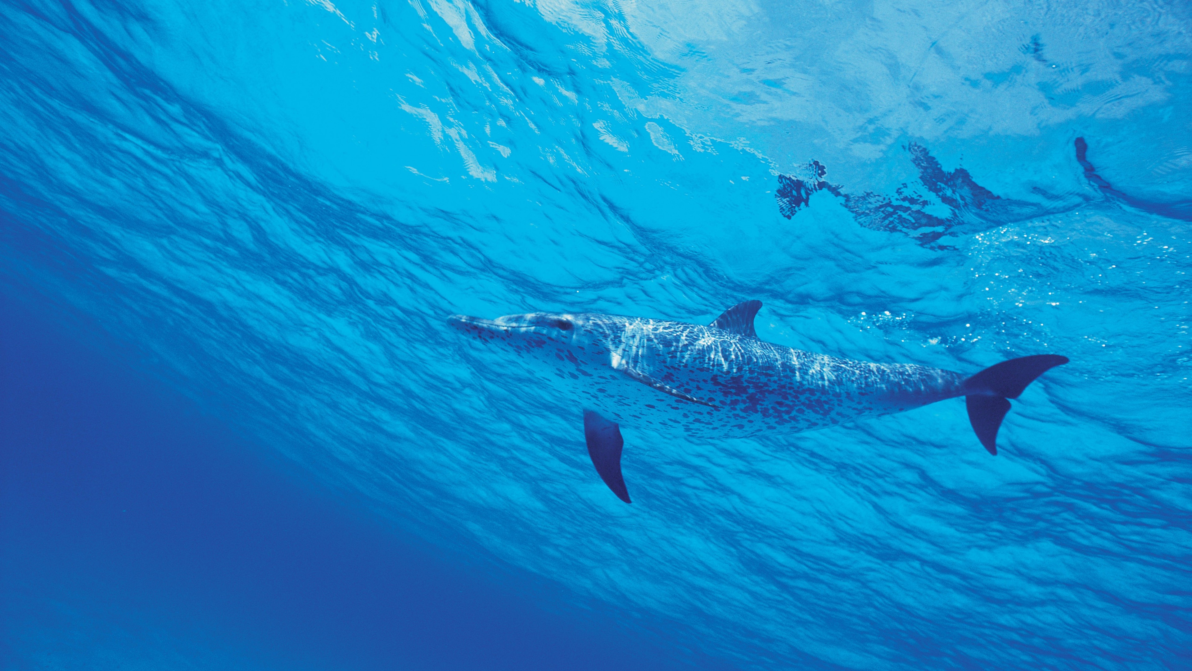 Dolphin Sea Water Underwater Nature Animals Minimalism Simple Background 3840x2160