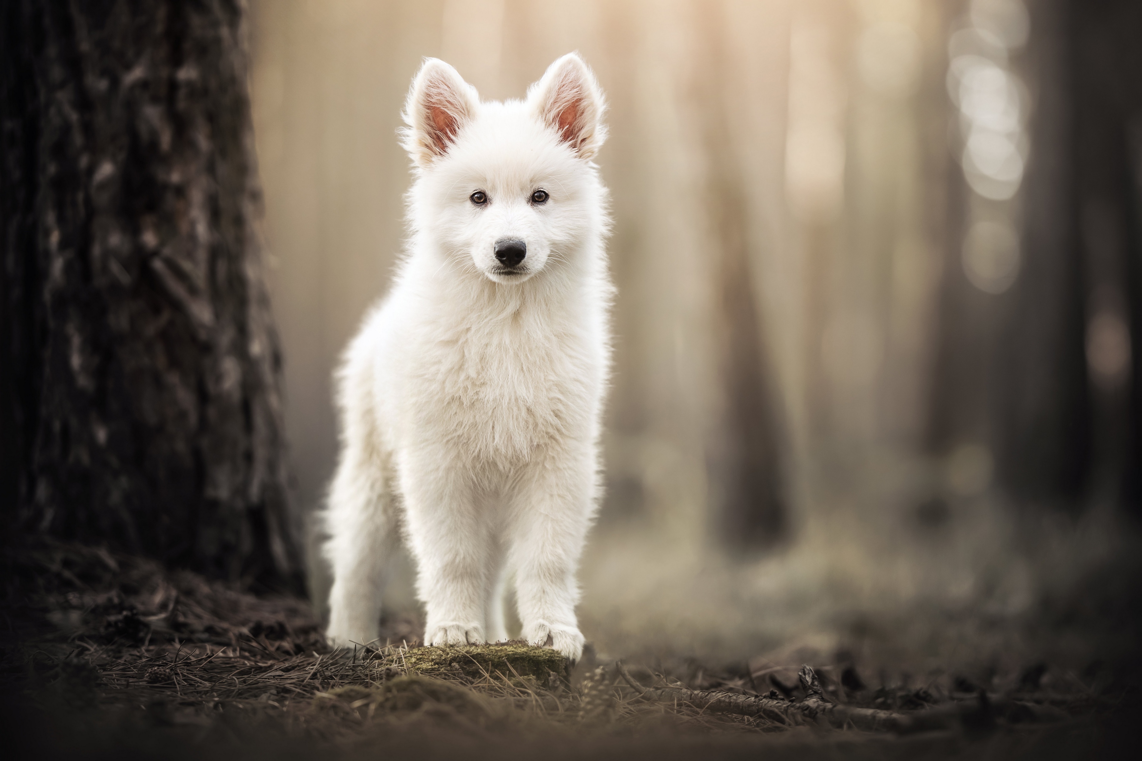 Samoyed Dog Puppies Depth Of Field Forest Trees Animals 3840x2560