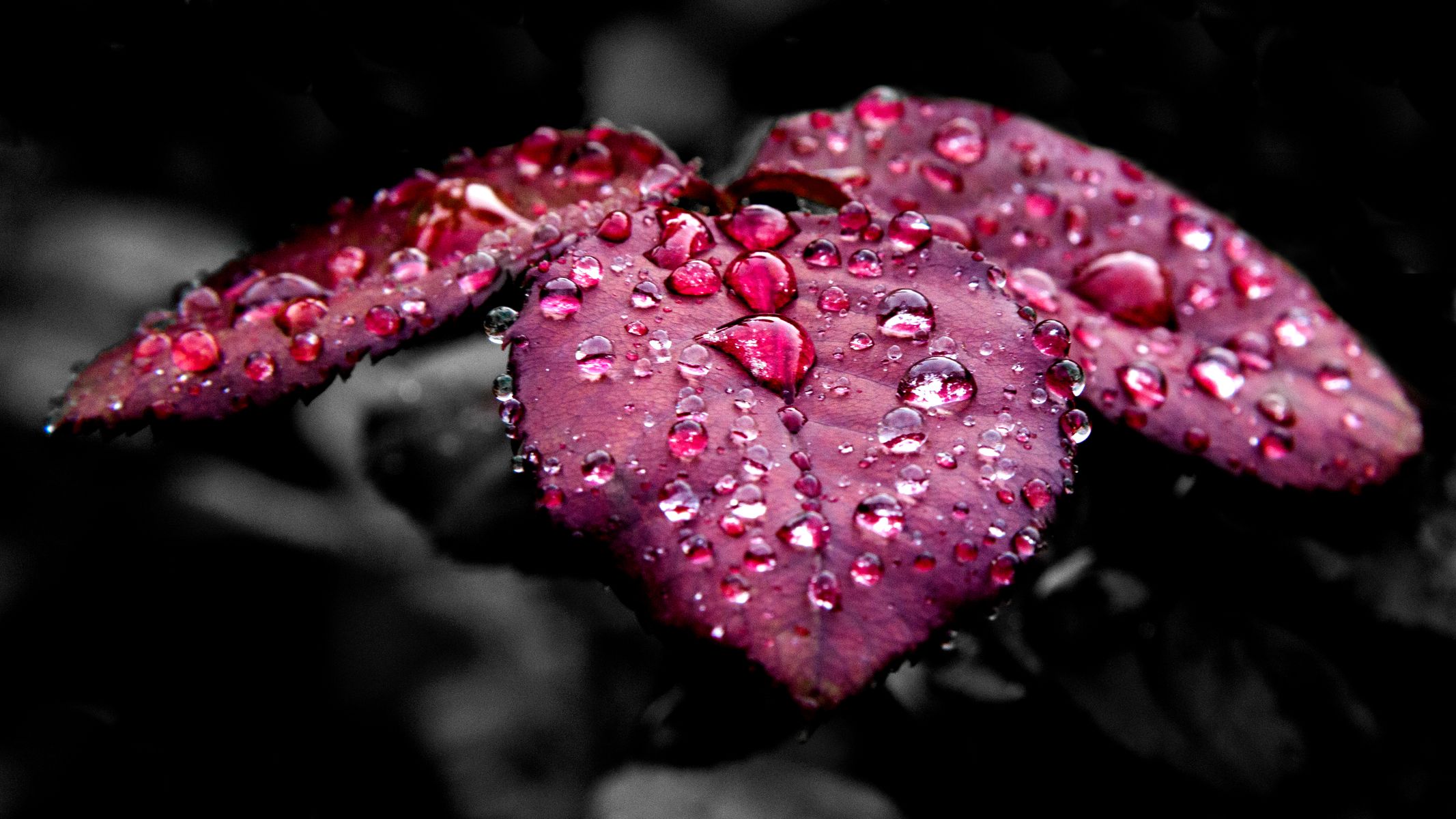 Leaves Nature Rain Water Drops Purple Red Fuchsia Macro Plants 2133x1200