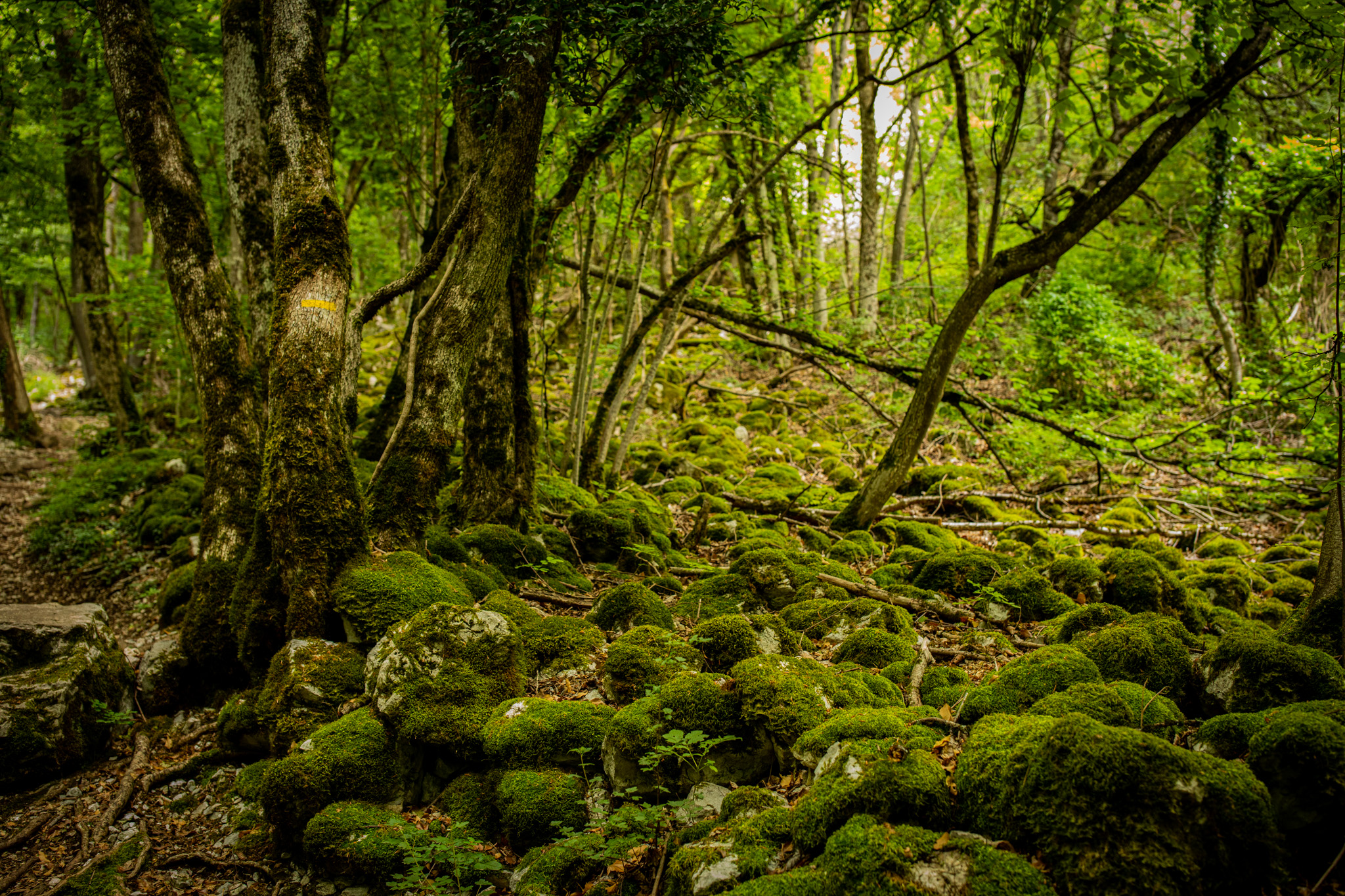 Photography Outdoors Trees Moss Greenery Forest Nature Rocks Leaves 2048x1365