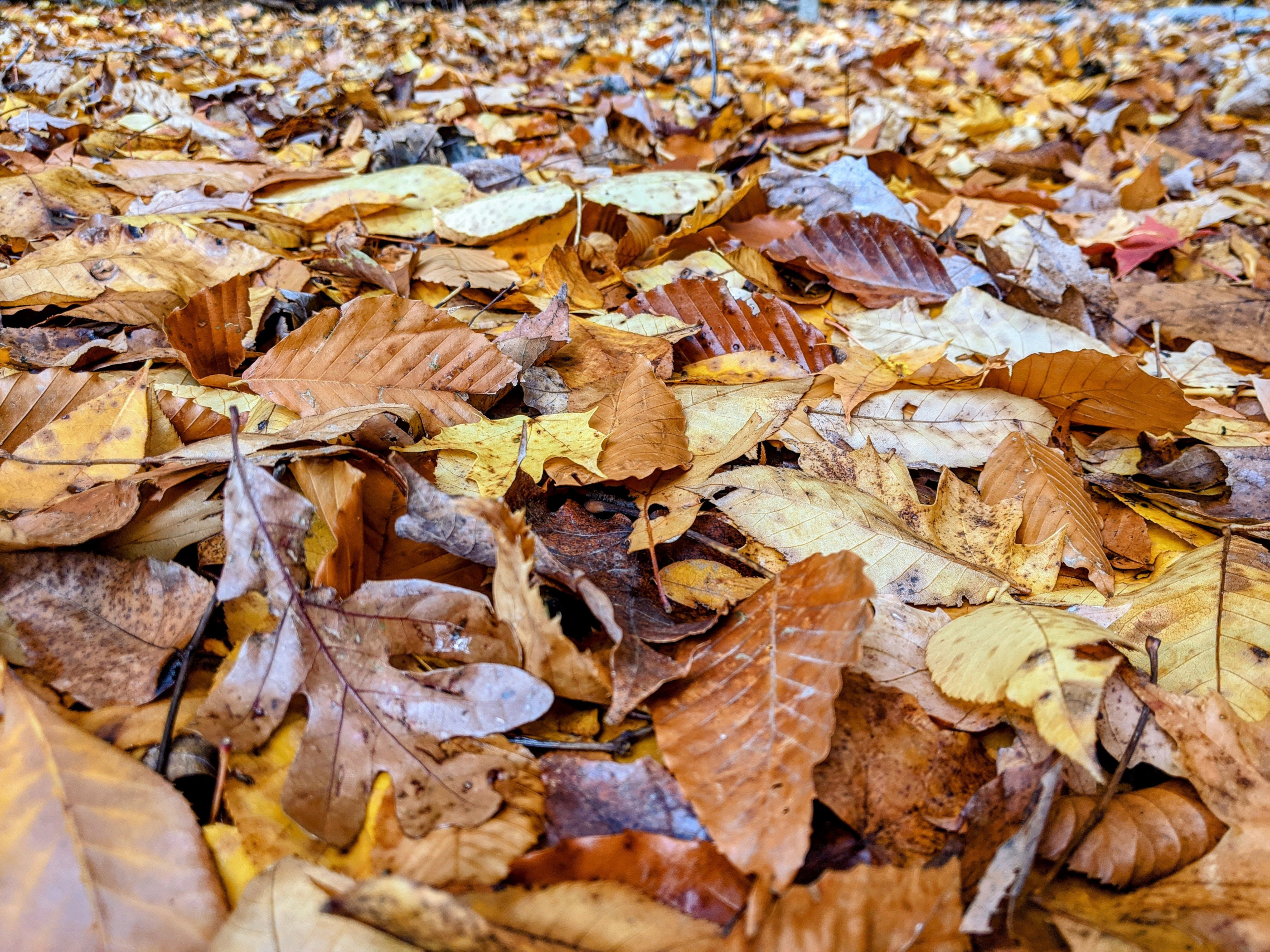 Leaves Fallen Leaves Yellow Leaves Fall Nature Closeup 3840x2880
