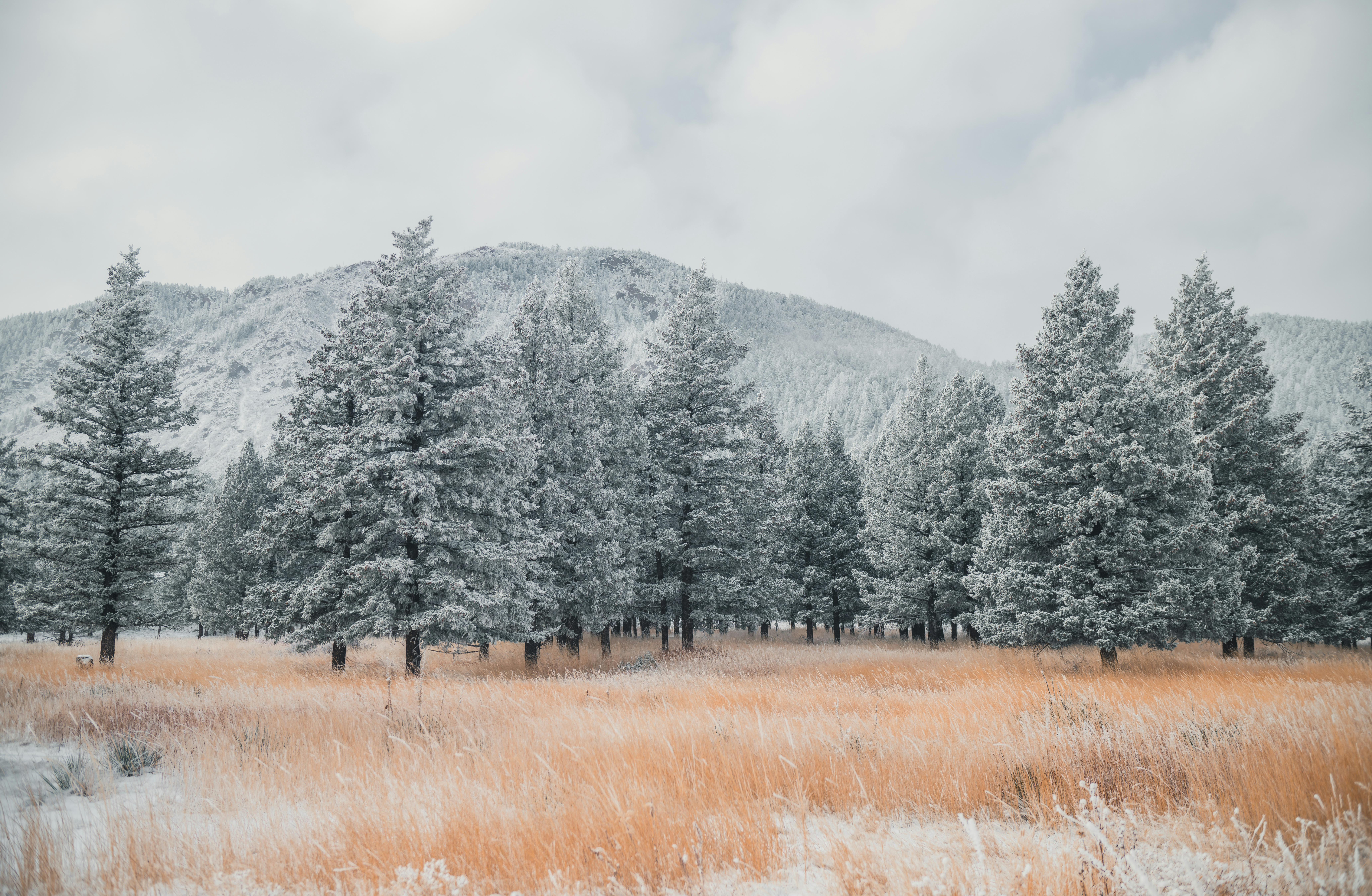 Winter Nature Landscape Field Snow Frost Colorado Monument Valley Trees Clouds 8256x5391