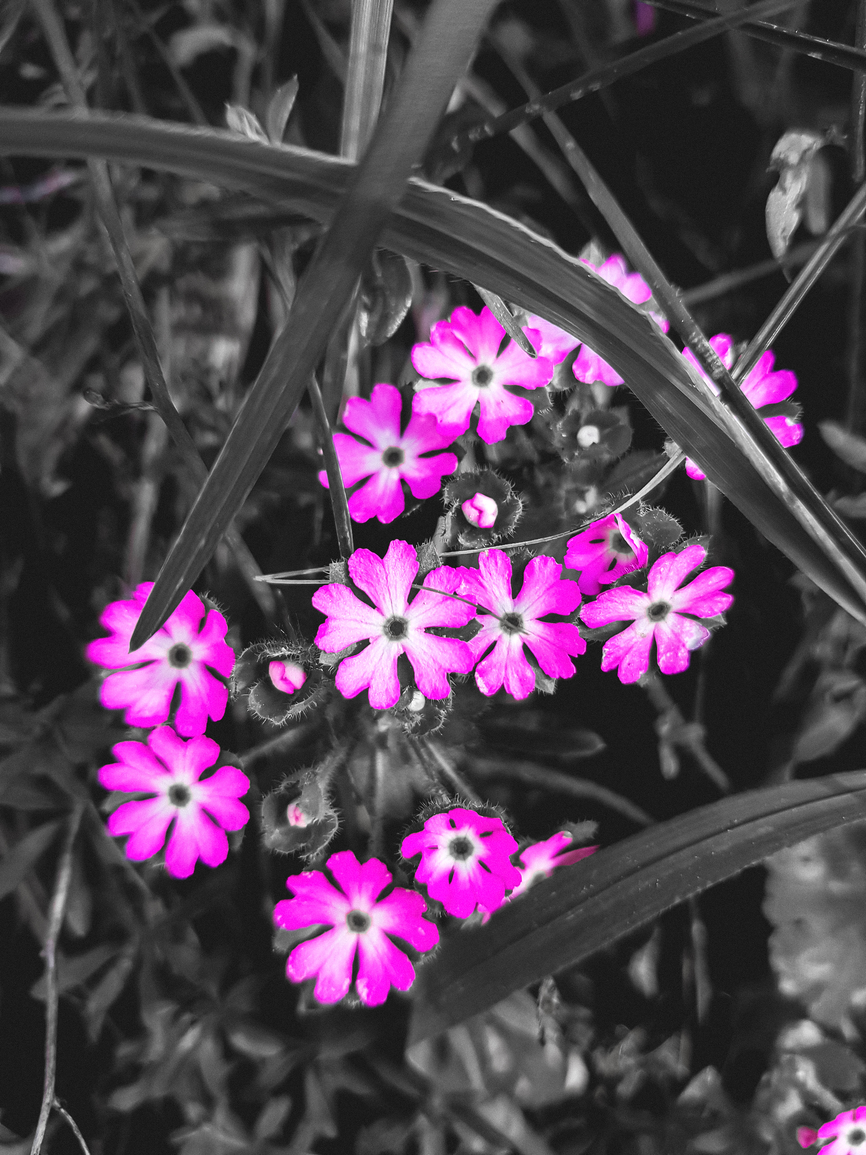 Nature Flowers Portrait Display Leaves Selective Coloring Monochrome Closeup 3024x4032