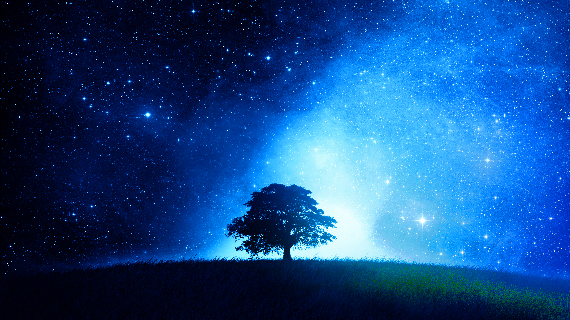 Night Sky Oak Stars Starry Night 1920x1080