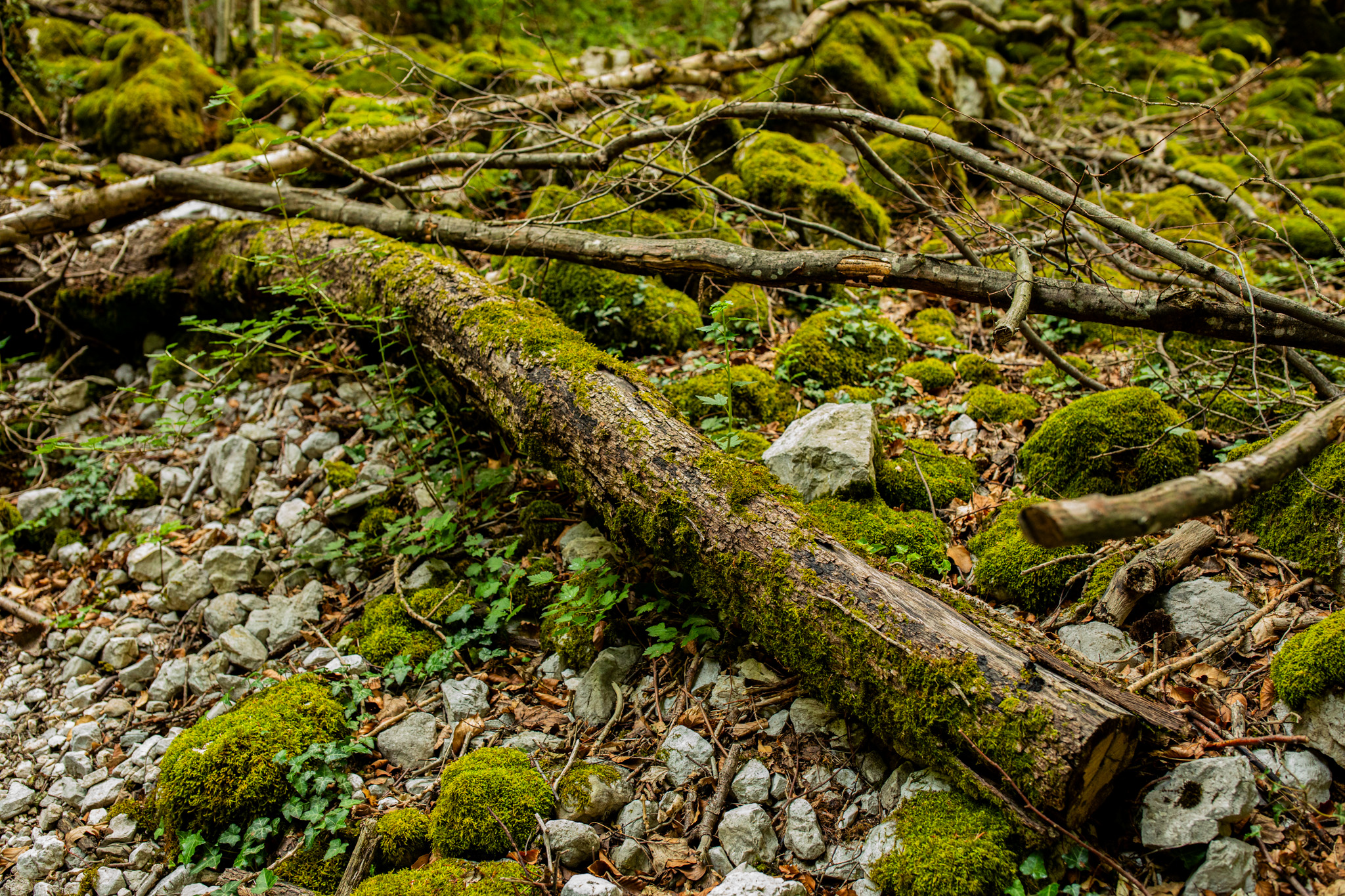 Outdoors Photography Nature Greenery Forest Trees Rocks Moss Log Leaves Branch Plants 2048x1365