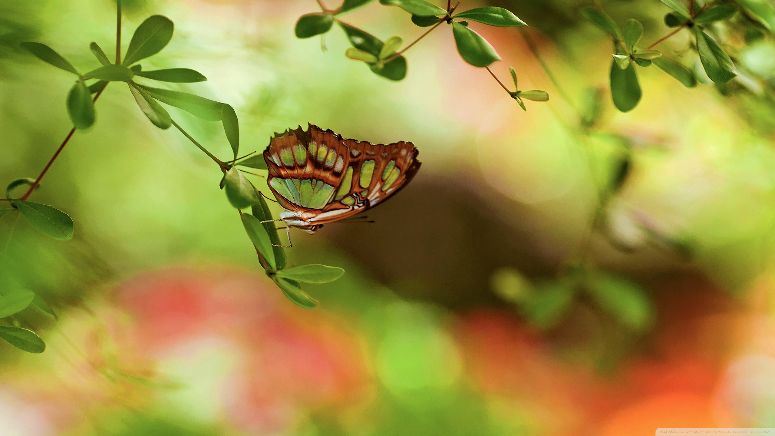 Animal Butterfly 2560x1440