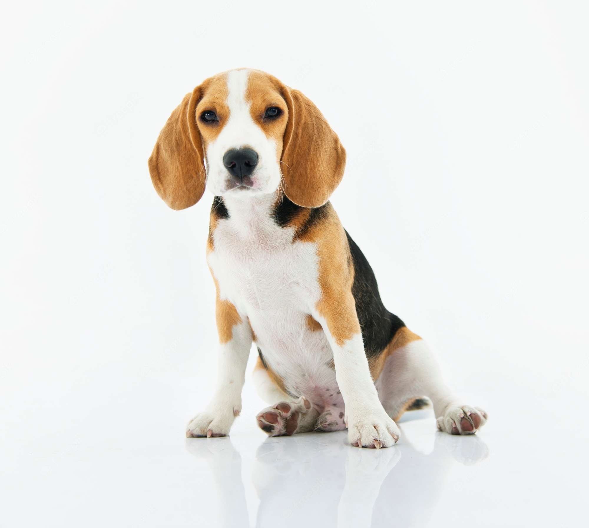 Dog White Background Beagle Animals Simple Background 2000x1793